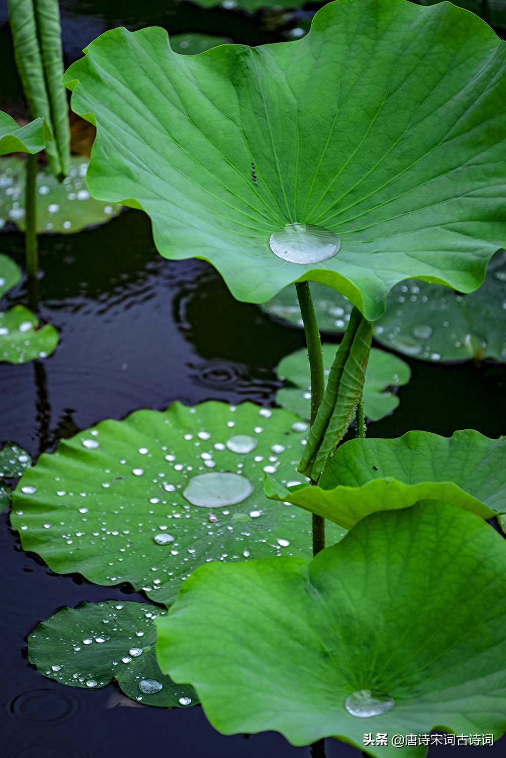 初夏看新荷(图2)