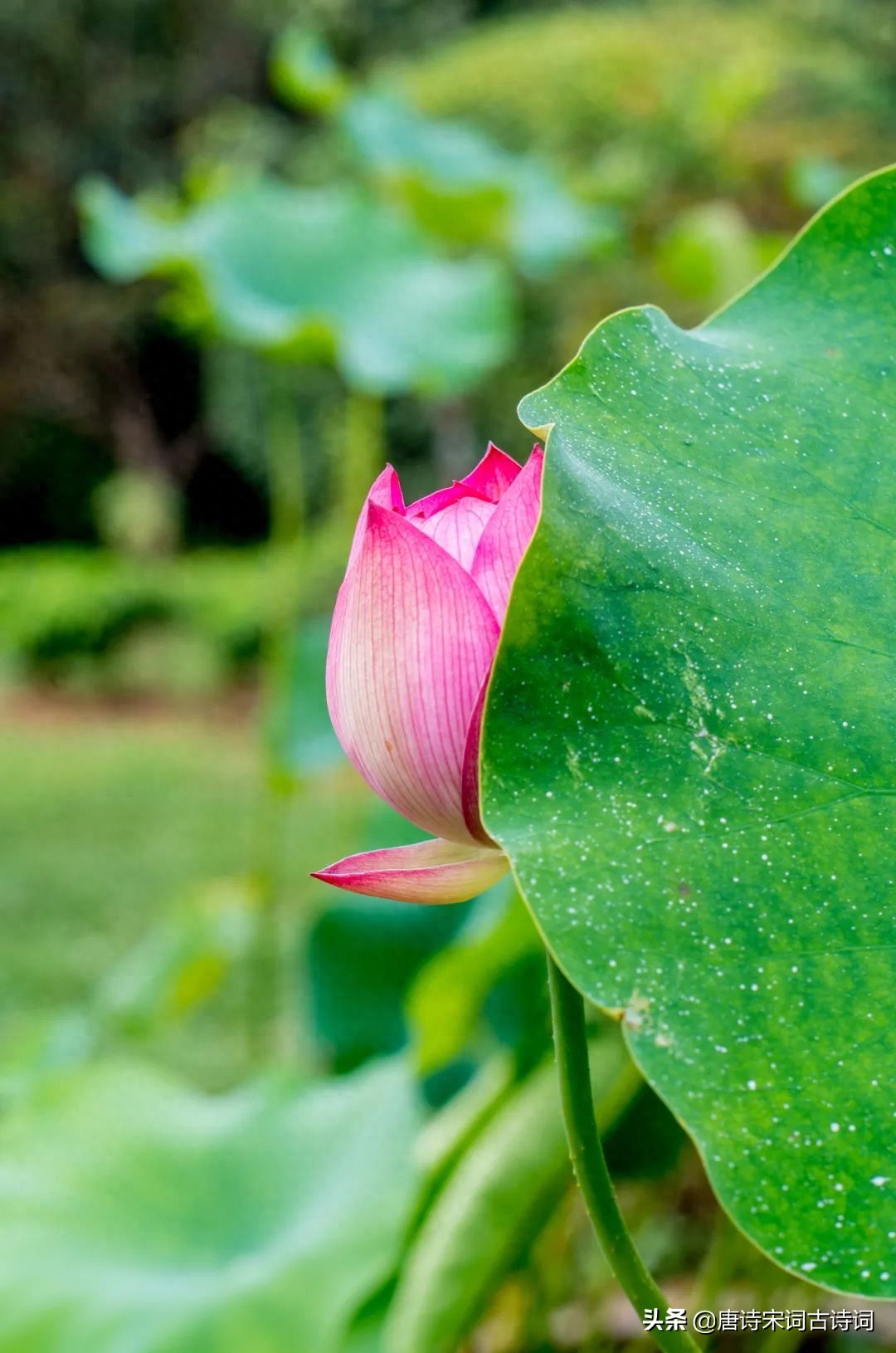 初夏看新荷(图3)