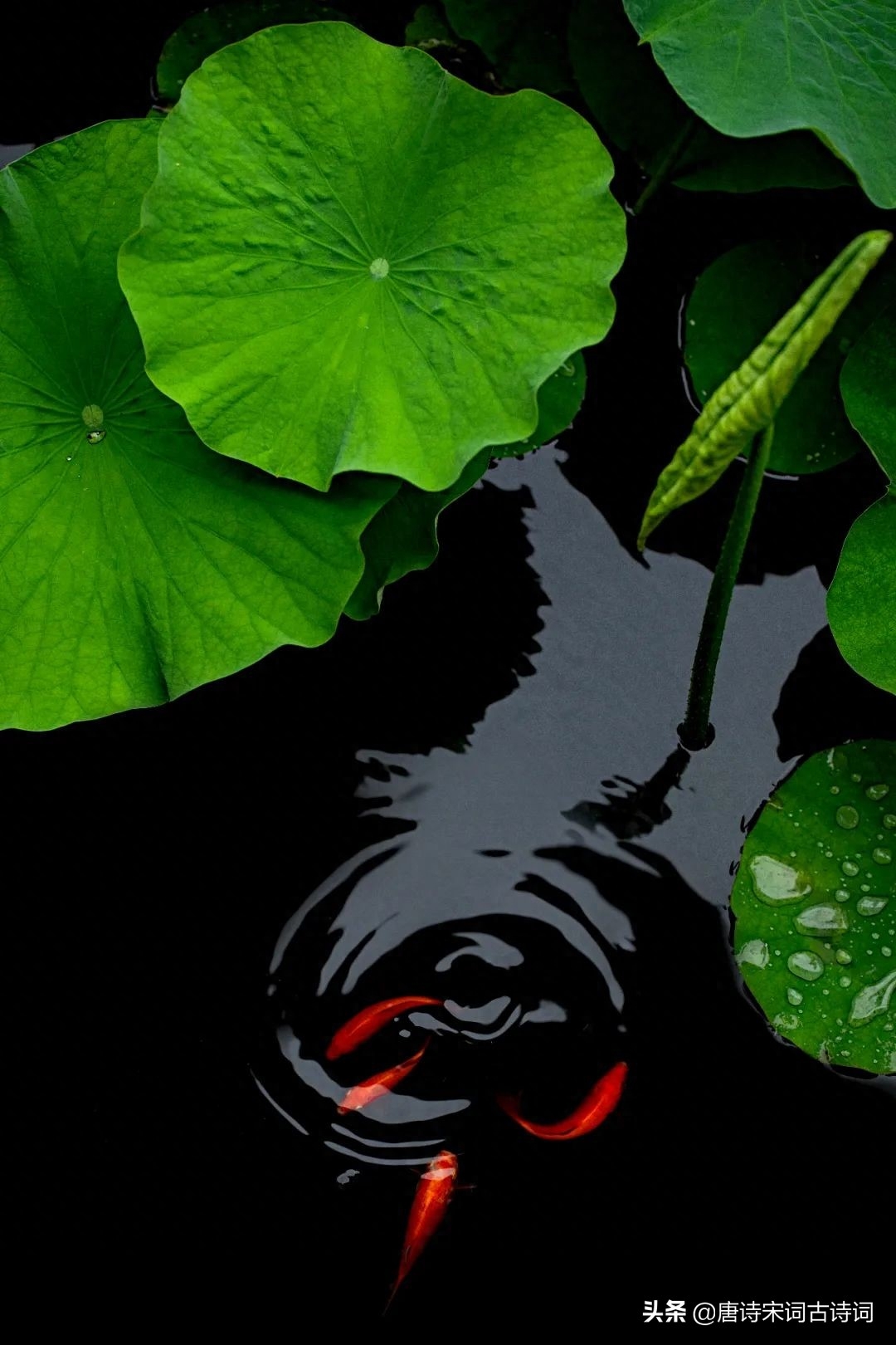 初夏看新荷(图4)