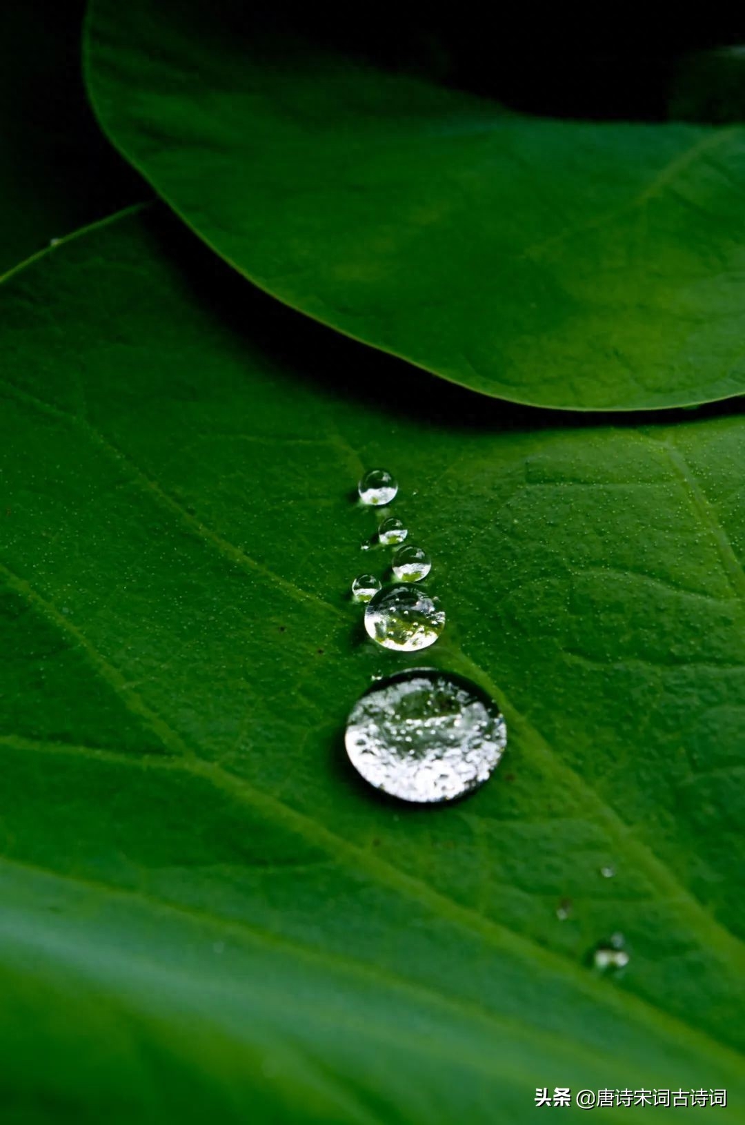 初夏看新荷(图5)