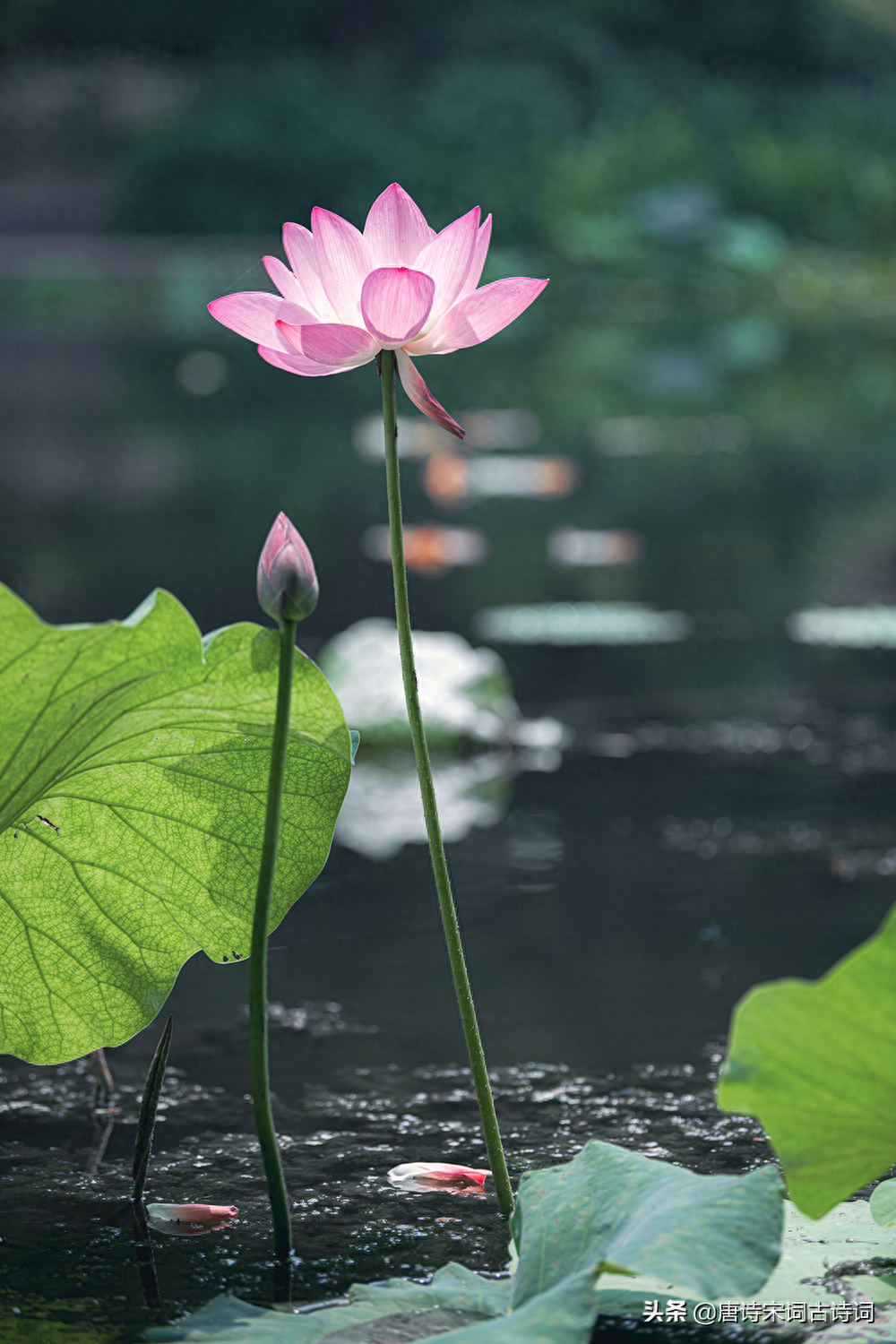 初夏看新荷(图6)