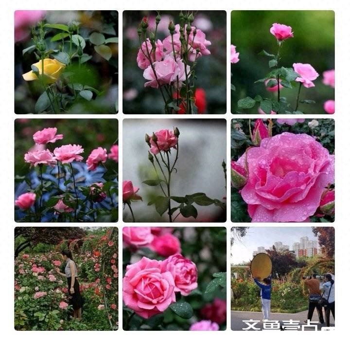 西楼诗作【81】游园即景八首(图5)