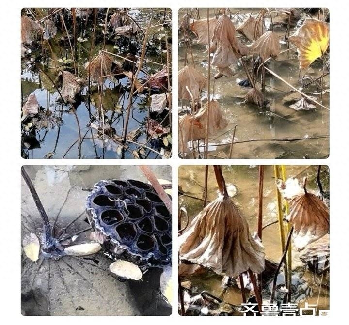 西楼诗作【81】游园即景八首(图7)