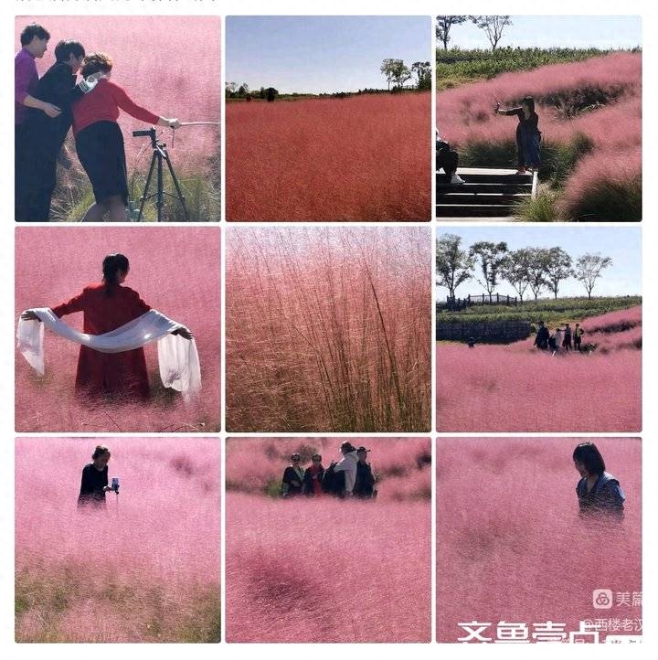 西楼诗作【81】游园即景八首(图9)