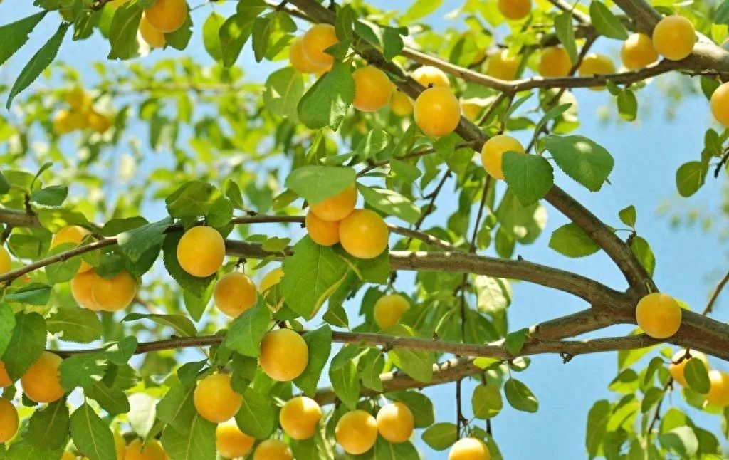 诗词之杏：绿水满池塘，点水蜻蜓避燕忙(图3)