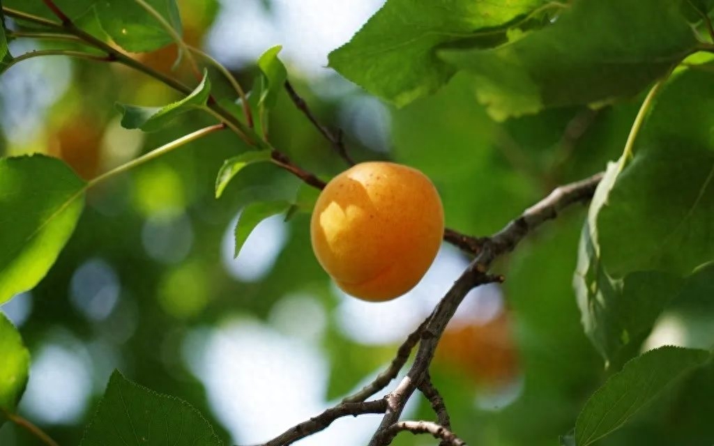 诗词之杏：绿水满池塘，点水蜻蜓避燕忙(图5)