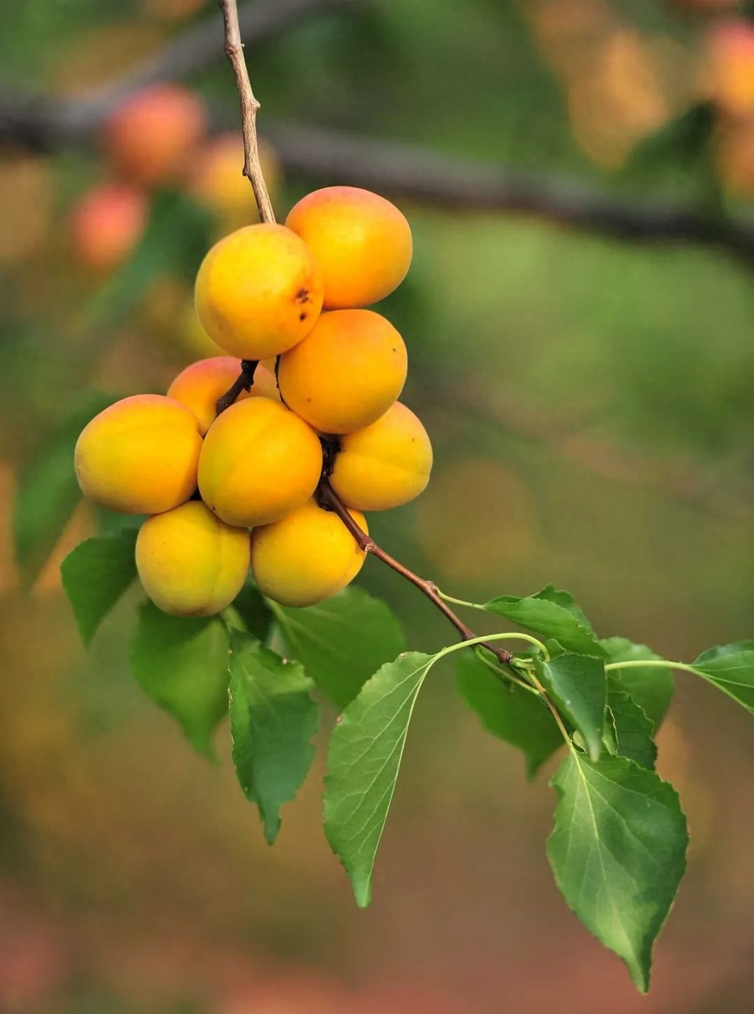 诗词之杏：绿水满池塘，点水蜻蜓避燕忙(图6)