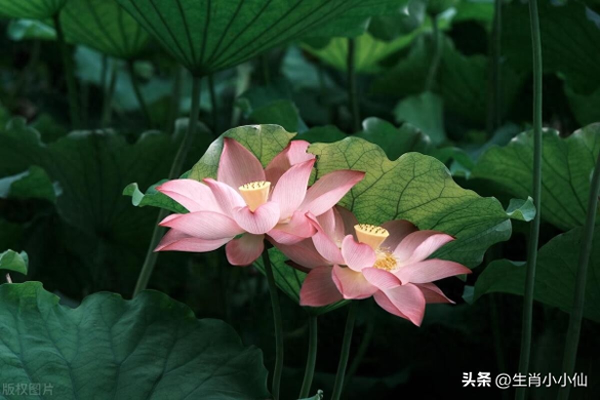 愿上天知道我心意，许我被锦鲤附体，事事顺心，万事都如意！(图2)