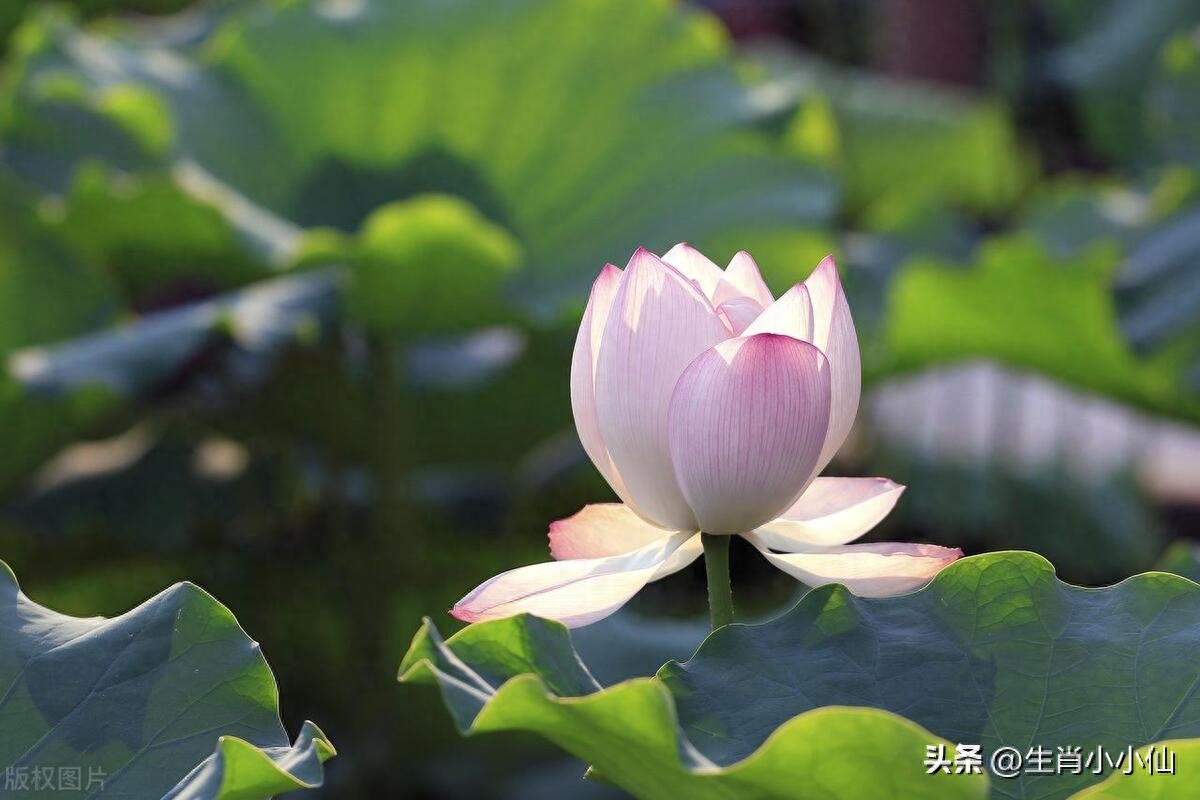 愿上天知道我心意，许我被锦鲤附体，事事顺心，万事都如意！(图3)