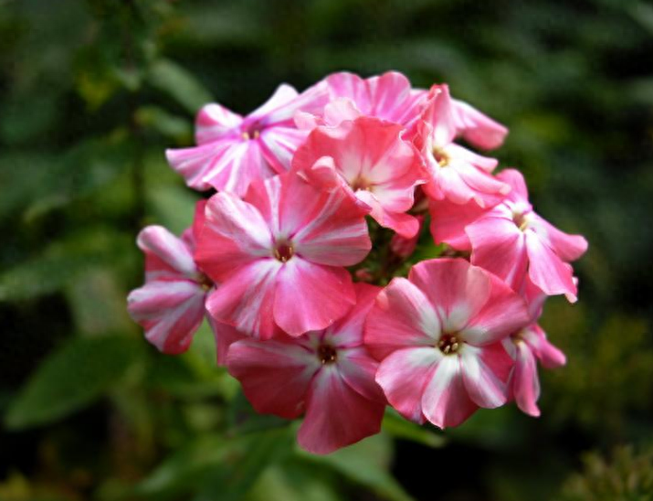 父母老，来日短，多陪伴，莫留憾(图2)