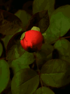 夜夜相思更漏残，伤心明月凭阑干，思念的情，相思的诗(图1)