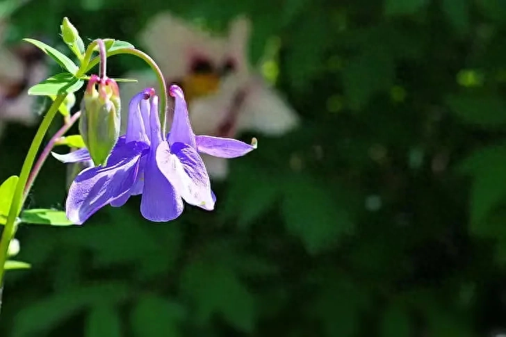 抖音很火的句子：山野千里，你是我藏在星星里的浪漫。(图3)