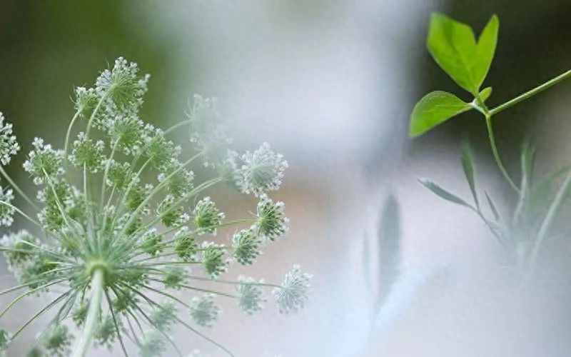 写给闺蜜的神仙文案，情深意浓，共度人生恩情(图4)