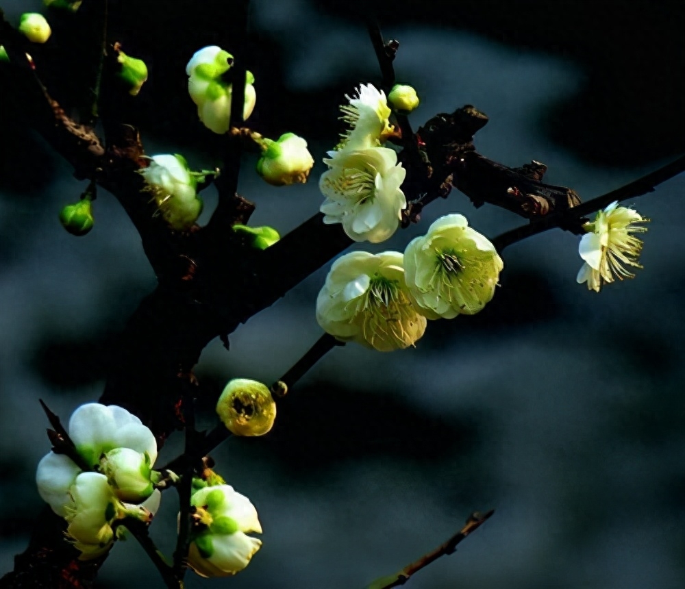 《朱子家训》：守分安命，顺时听天；为人若此，庶乎近焉(图1)