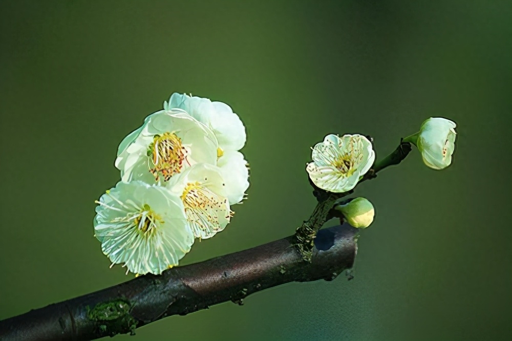 《朱子家训》：守分安命，顺时听天；为人若此，庶乎近焉(图5)