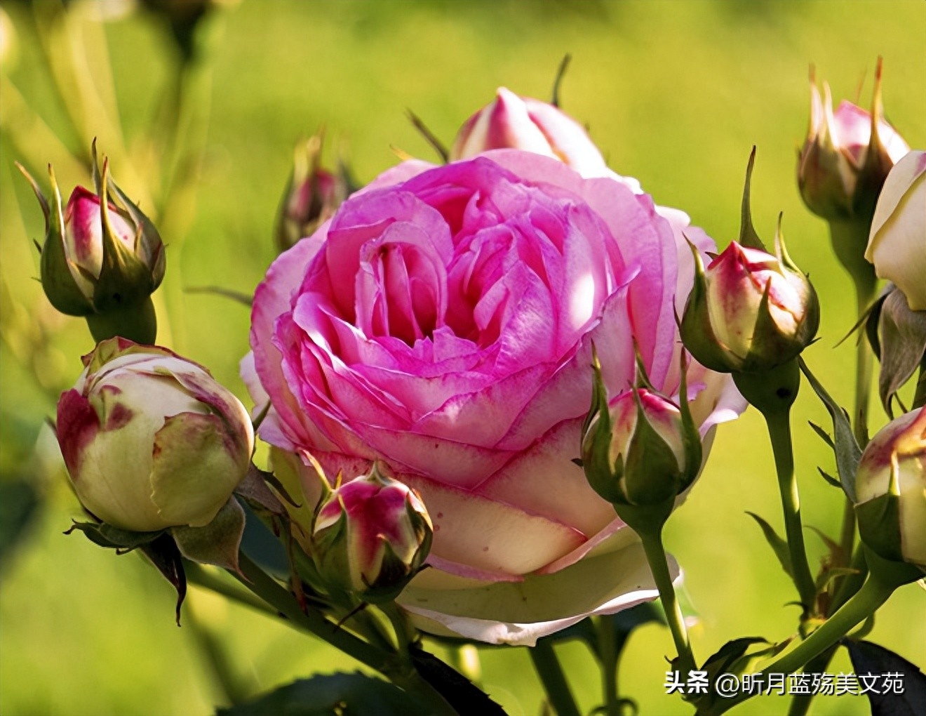 致深爱的人：爱你依然，牵挂永远(图4)