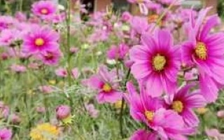 亲爱的小傻瓜，每天我都会给你，最深的牵挂，最美的祝福，最诚挚(图1)