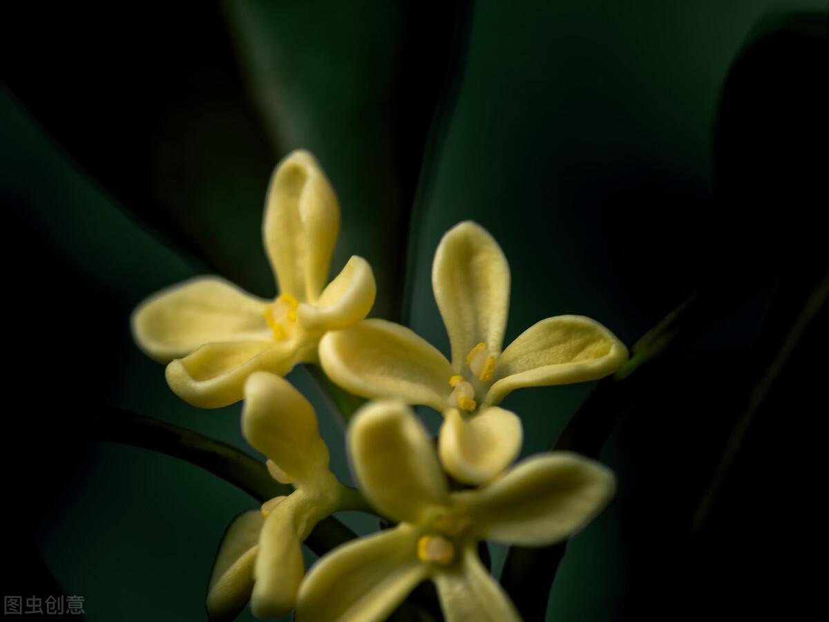 一枕初寒梦不成(图2)