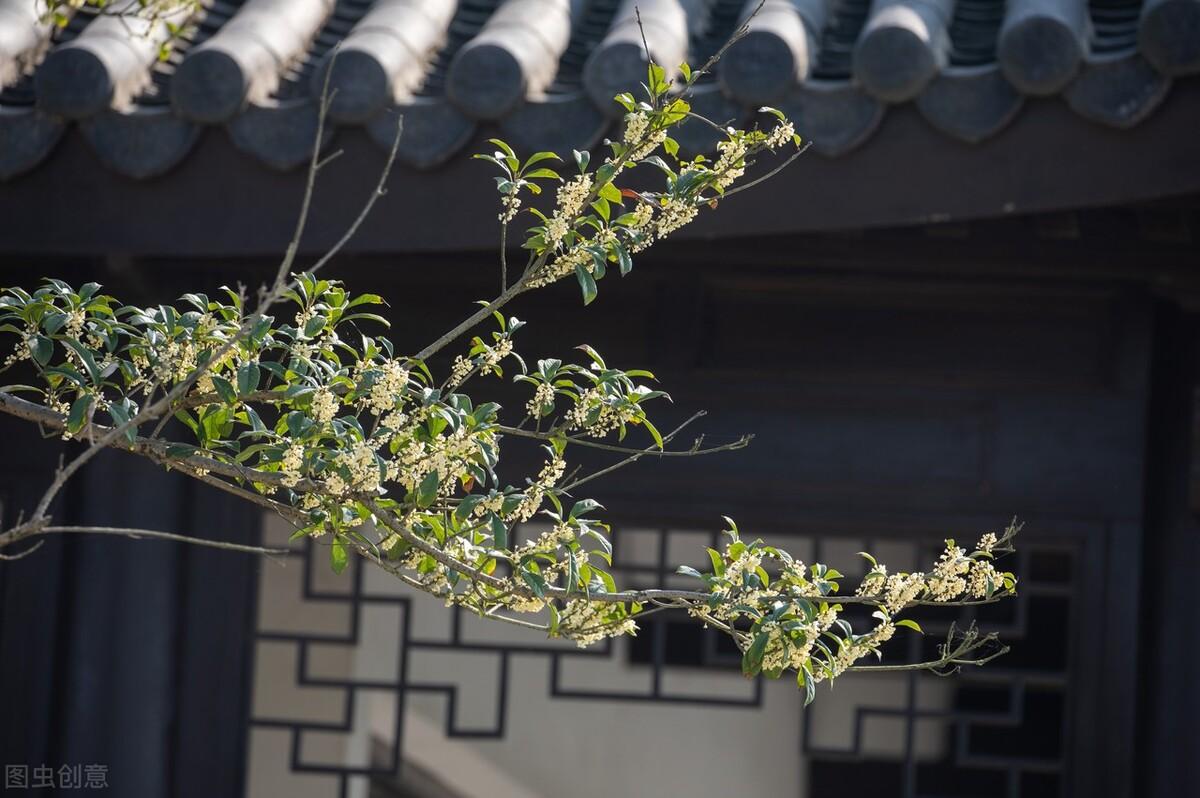 一枕初寒梦不成(图6)