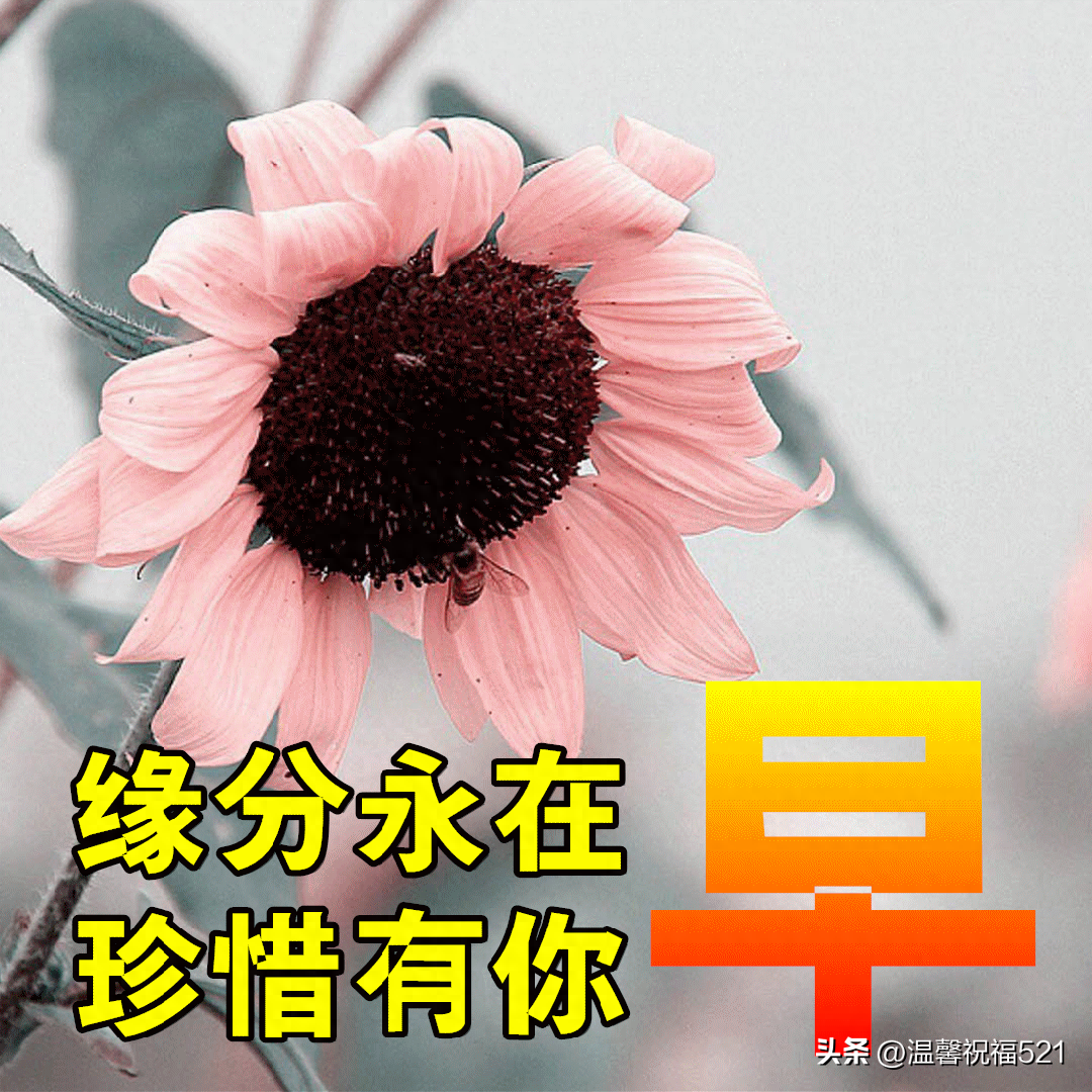 早安问候祝福语精选，事事如意，暖心温馨(图4)