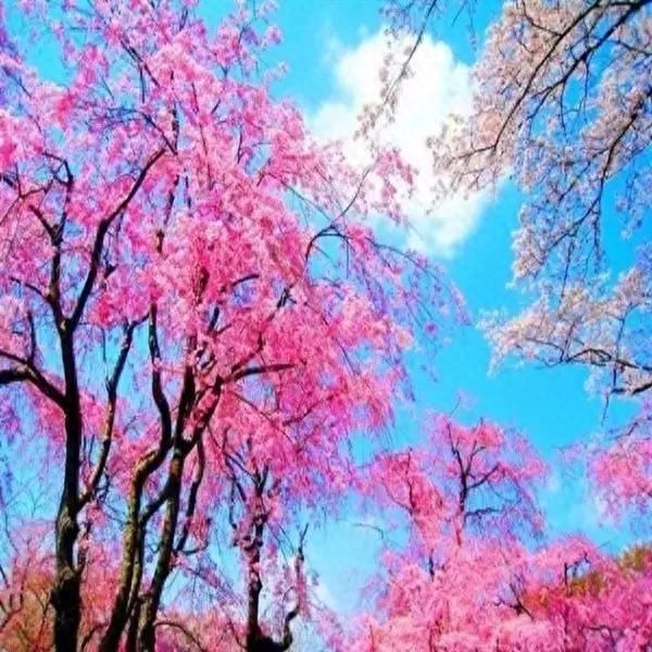 老祖宗修心对联30副:眼里有尘天下窄,胸中无事一床宽(图3) 老祖宗修心对联30副:眼里有尘天下窄,胸中无事一床宽(图3)