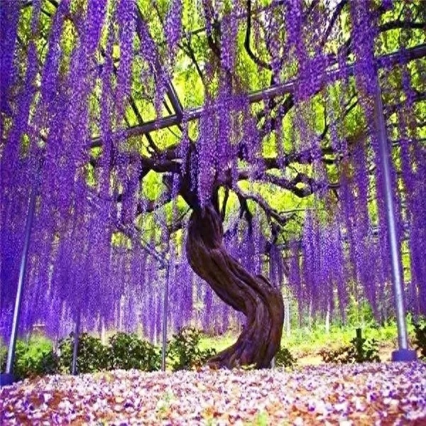 老祖宗修心对联30副:眼里有尘天下窄,胸中无事一床宽(图6) 老祖宗修心对联30副:眼里有尘天下窄,胸中无事一床宽(图6)