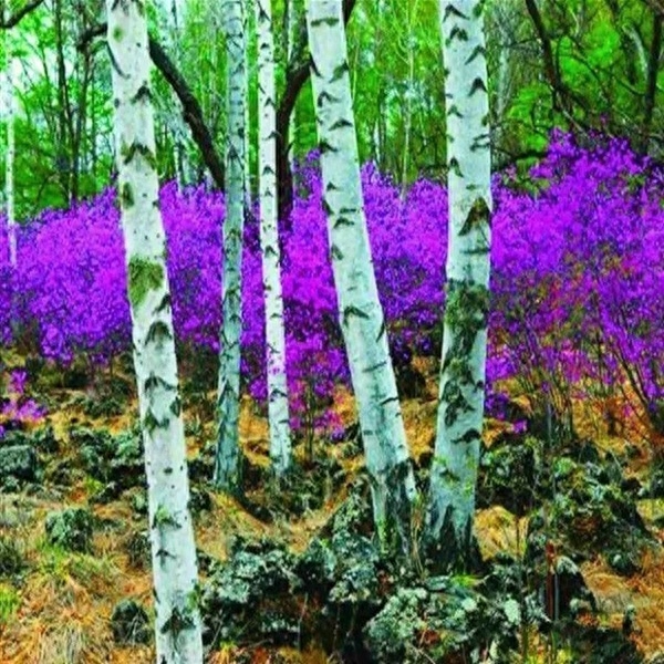 老祖宗修心对联30副:眼里有尘天下窄,胸中无事一床宽(图11) 老祖宗修心对联30副:眼里有尘天下窄,胸中无事一床宽(图11)