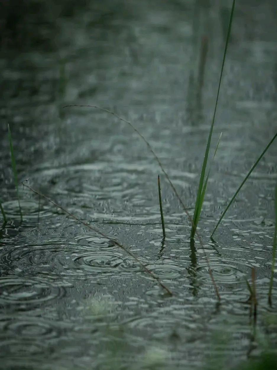 春雨煎茶，听雨看花(图1)