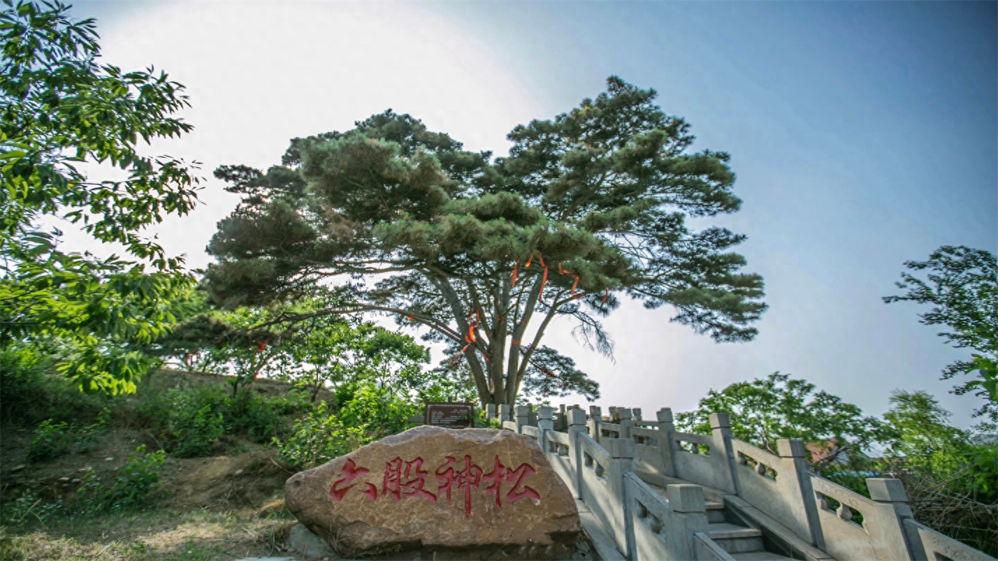 抬头观云喝茶，垂首听雨赏花(图15)