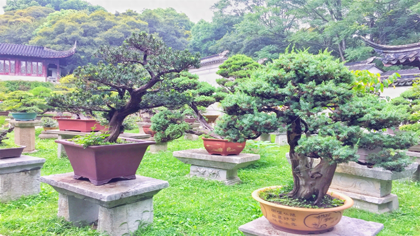 抬头观云喝茶，垂首听雨赏花(图20)