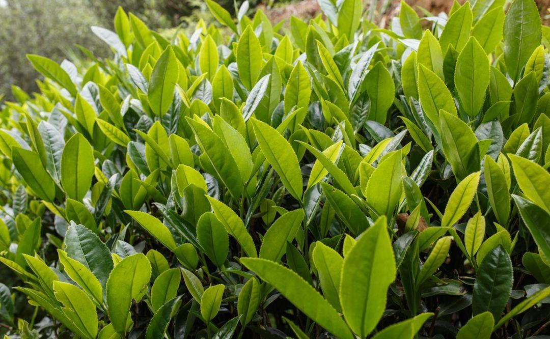 在唐诗宋词的花园里，茶是一朵琪花瑶草，袅袅茶香与茶韵流淌千年(图12)