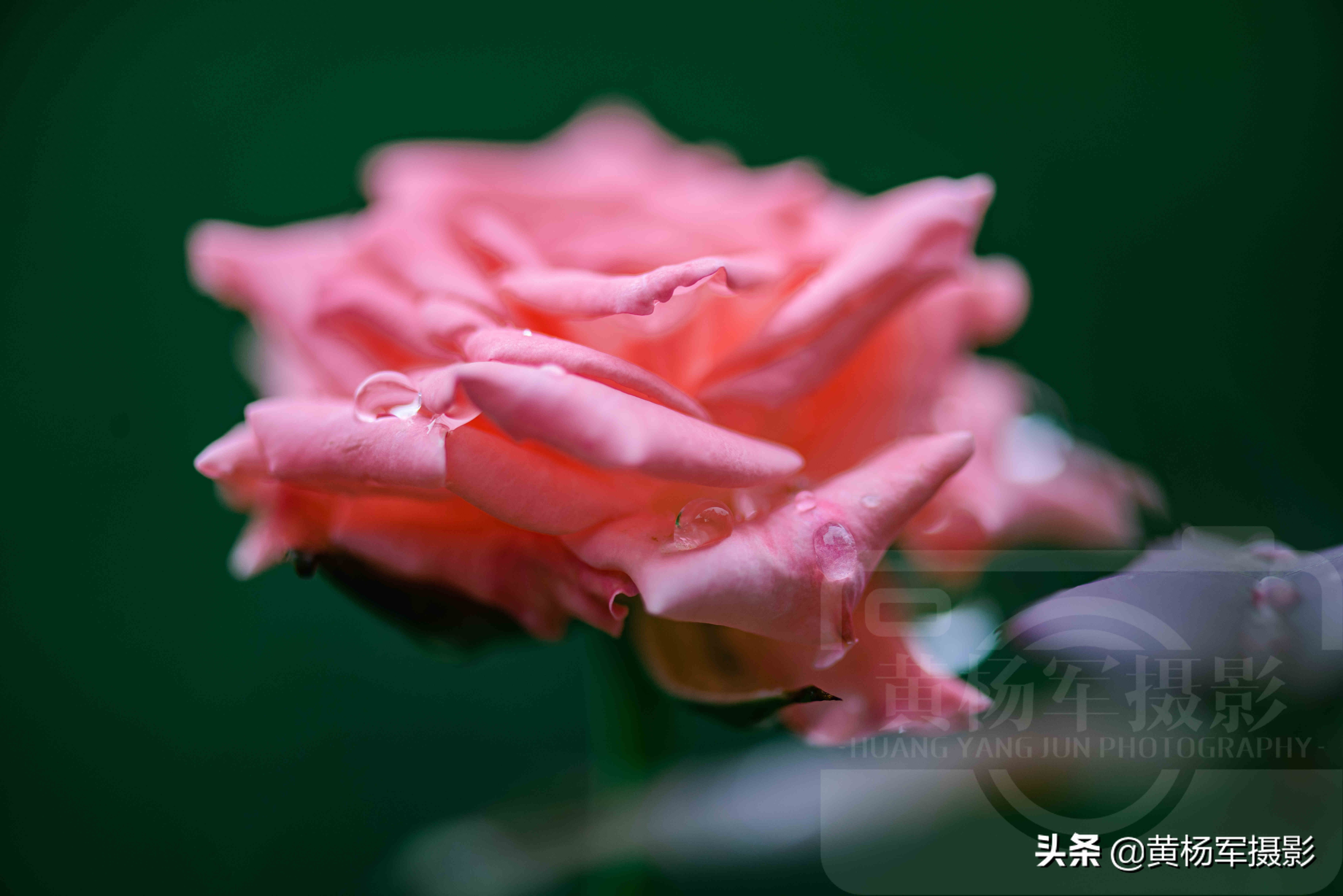 雨中娇艳盛开的玫瑰花，娇媚百态的花朵格外迷人，花朵芬芳自然美(图1)