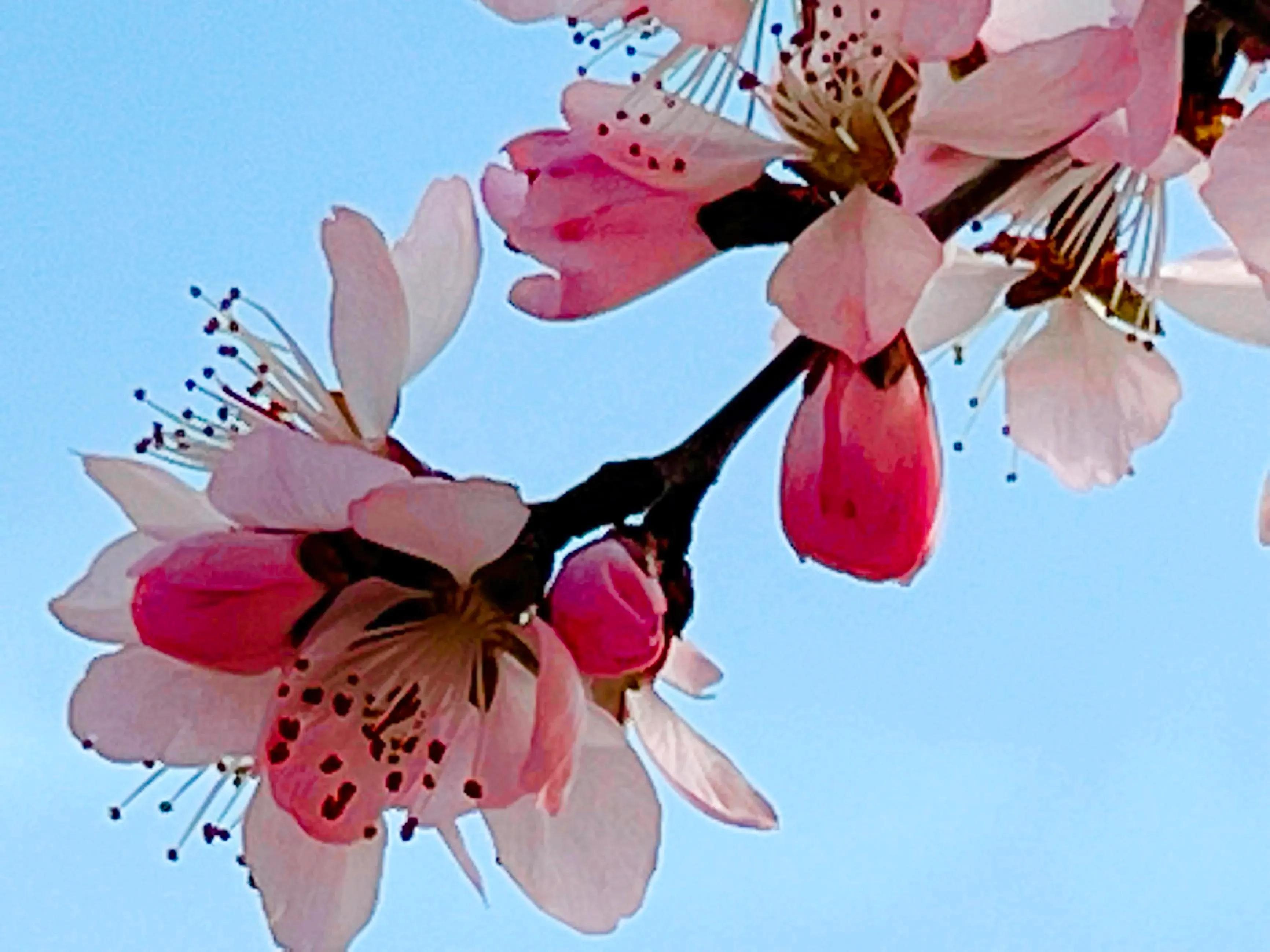 人生如歌，平淡是真，平淡是福，平淡的生活，成就美好的人生(图1)