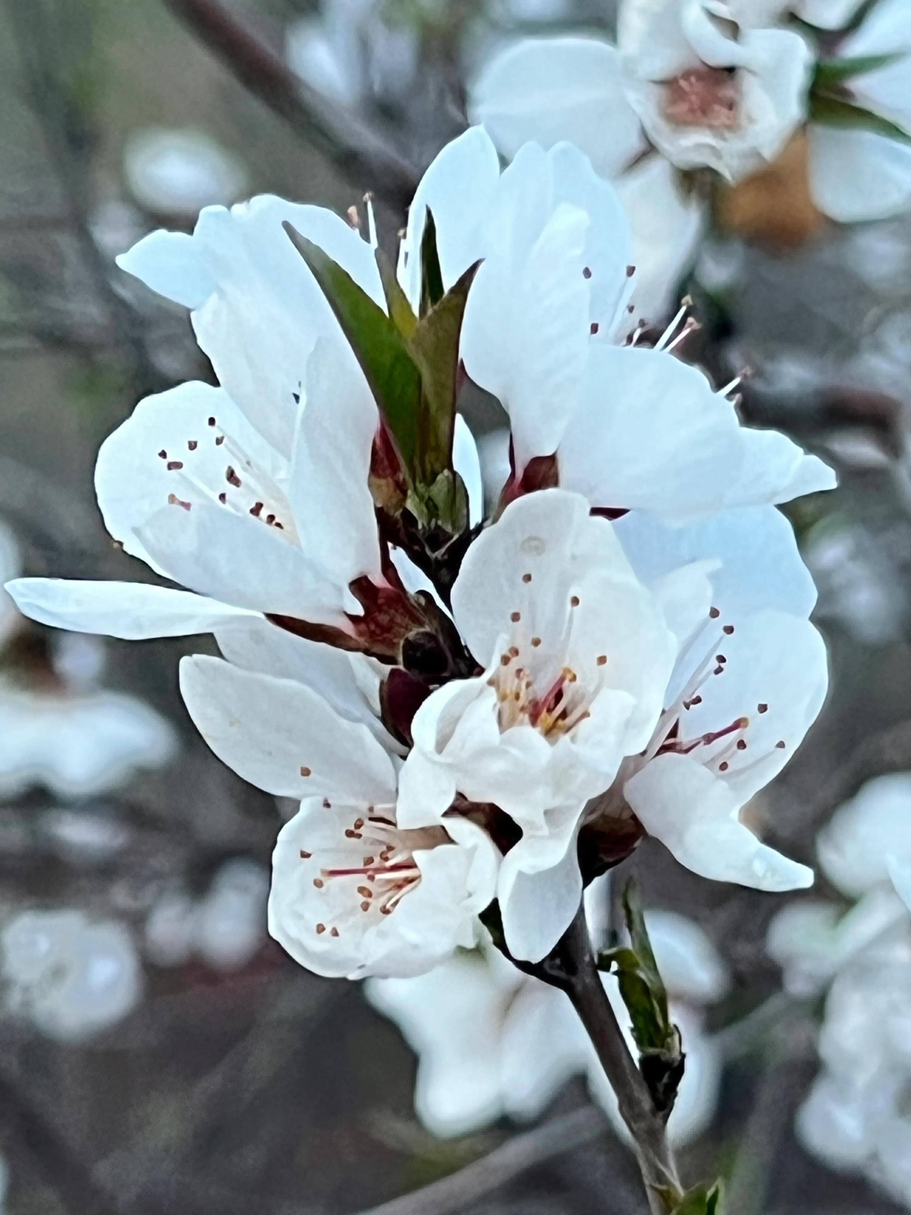 人生如歌，平淡是真，平淡是福，平淡的生活，成就美好的人生(图4)