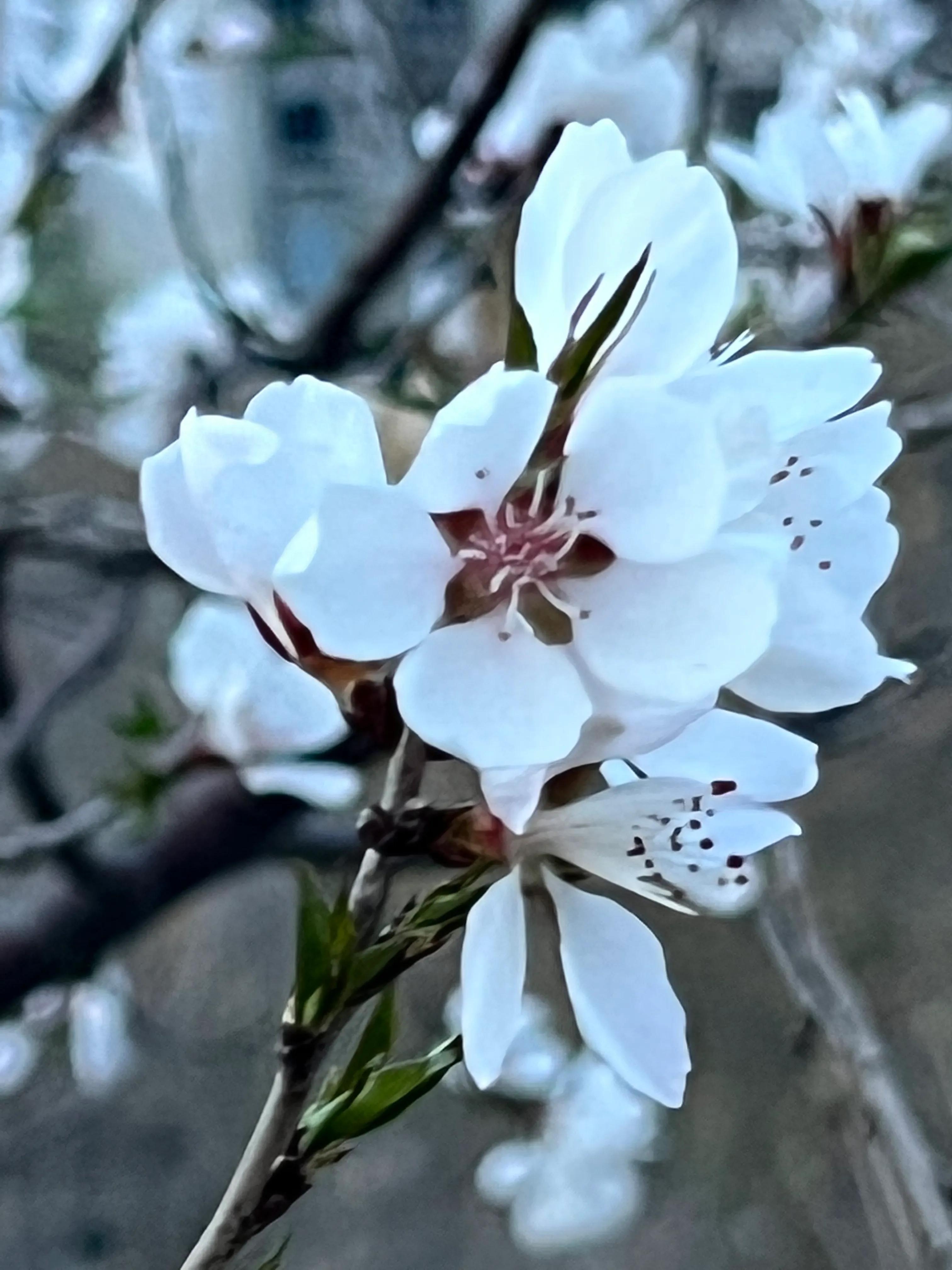 人生如歌，平淡是真，平淡是福，平淡的生活，成就美好的人生(图5)