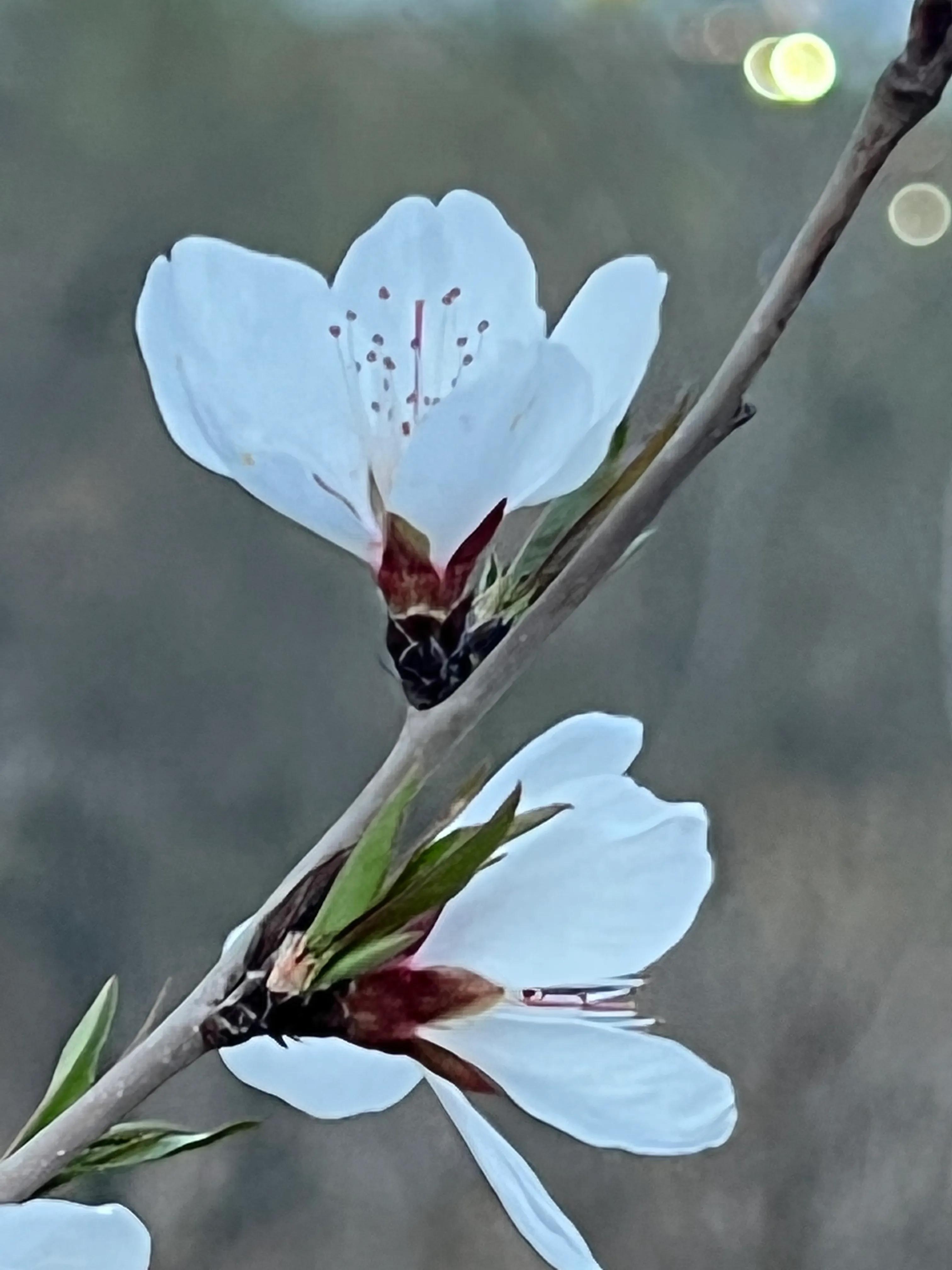 人生如歌，平淡是真，平淡是福，平淡的生活，成就美好的人生(图6)