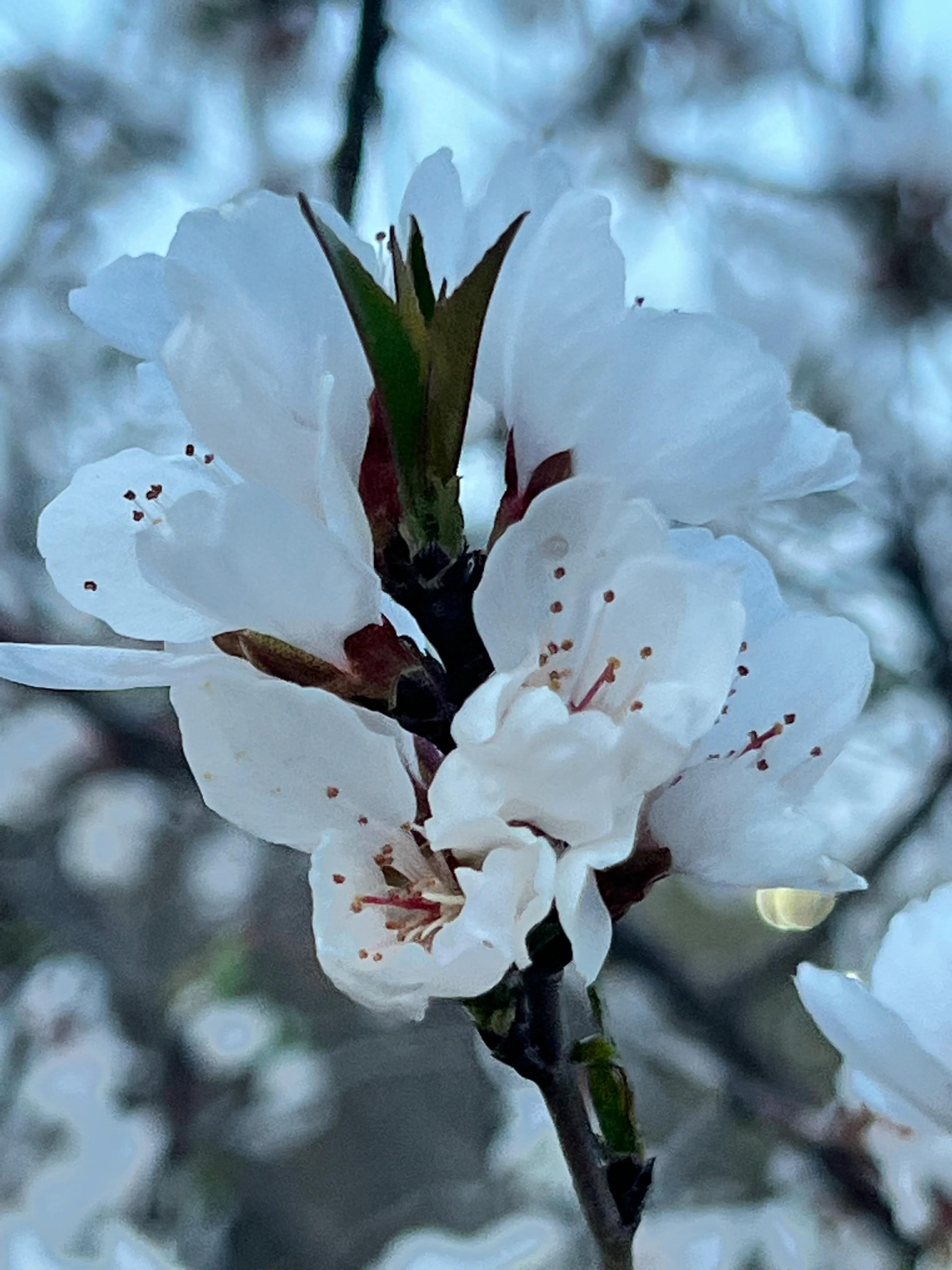 人生如歌，平淡是真，平淡是福，平淡的生活，成就美好的人生(图8)