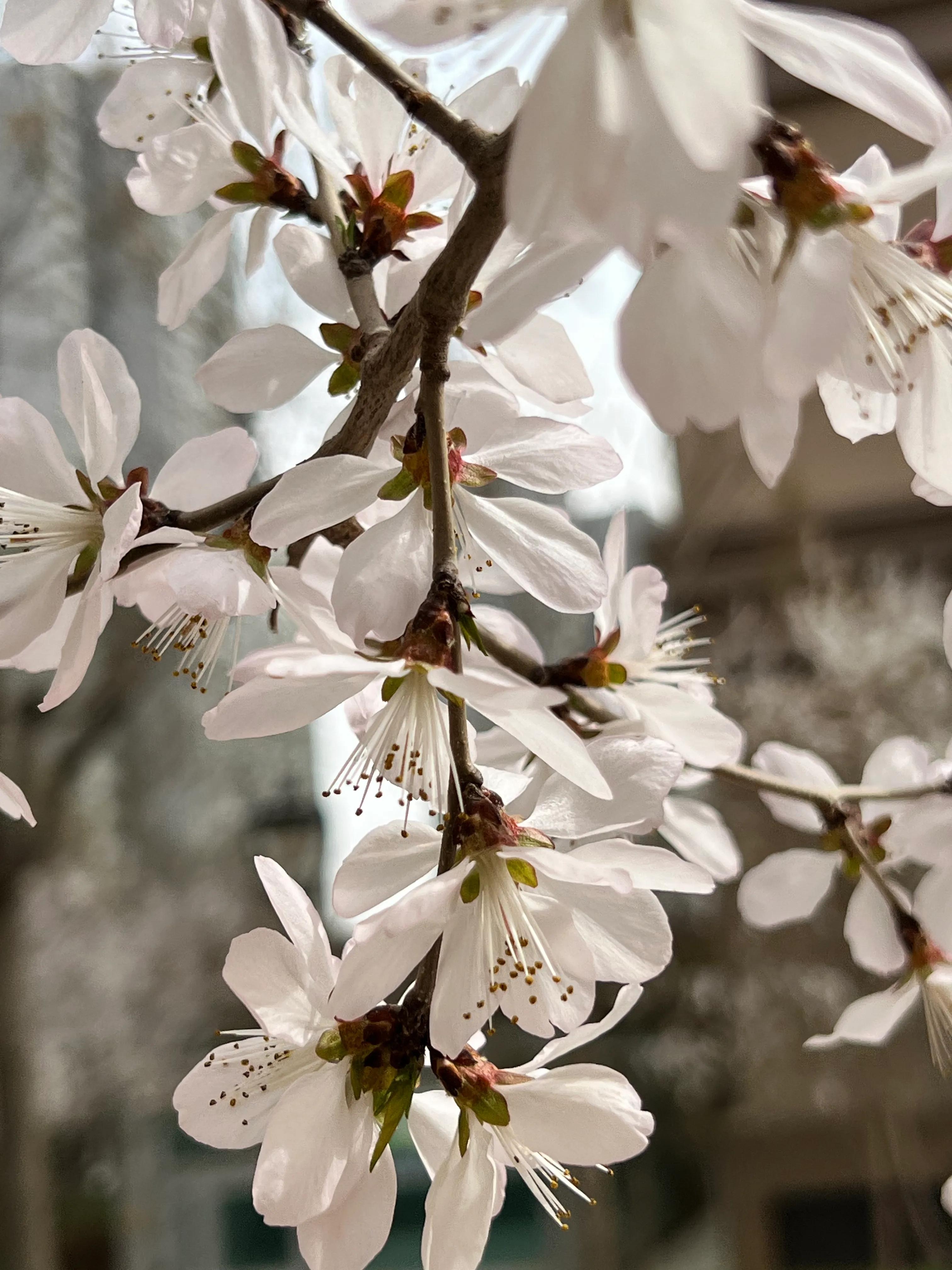 人生如歌，平淡是真，平淡是福，平淡的生活，成就美好的人生(图11)