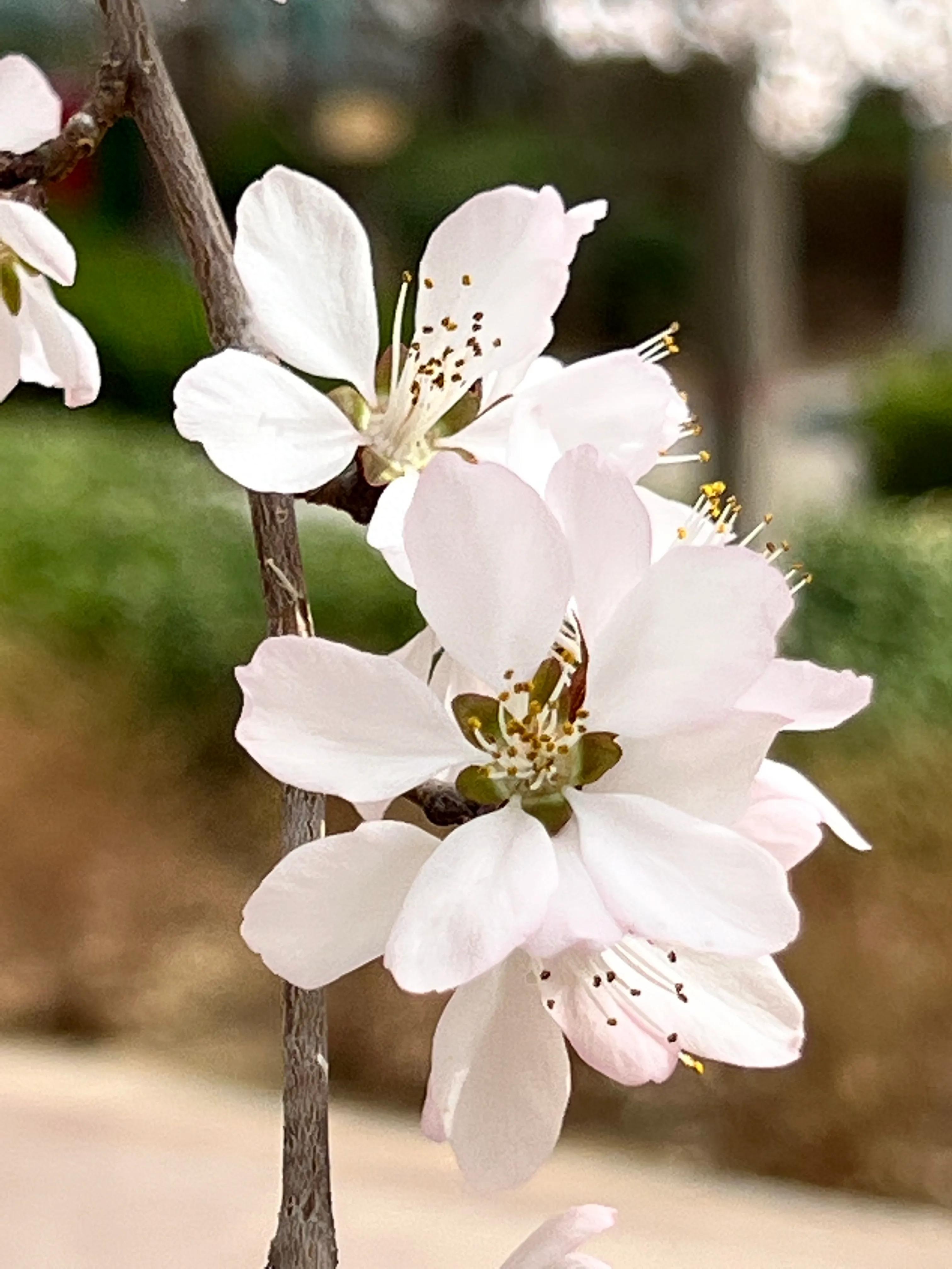 人生如歌，平淡是真，平淡是福，平淡的生活，成就美好的人生(图12)