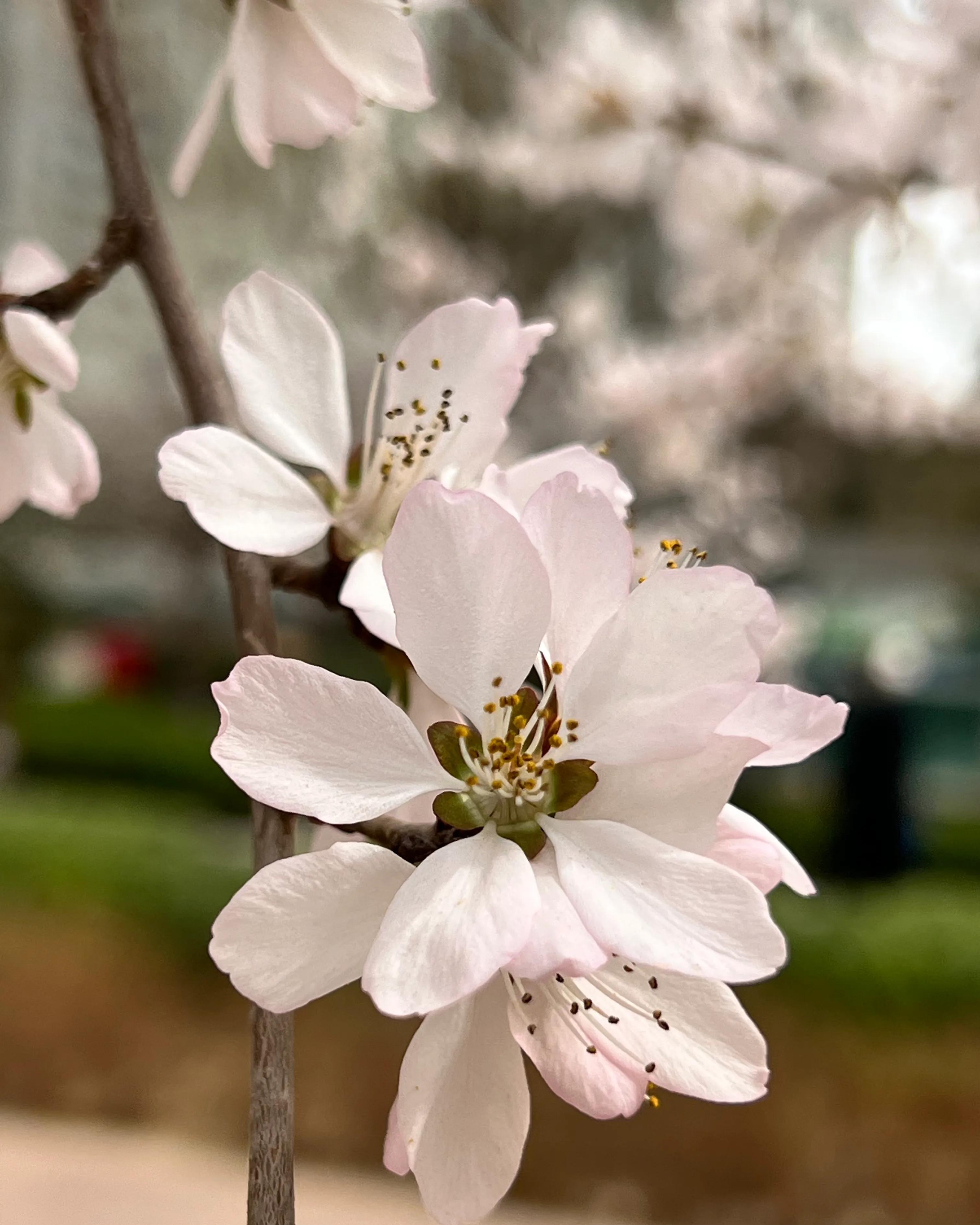 人生如歌，平淡是真，平淡是福，平淡的生活，成就美好的人生(图14)