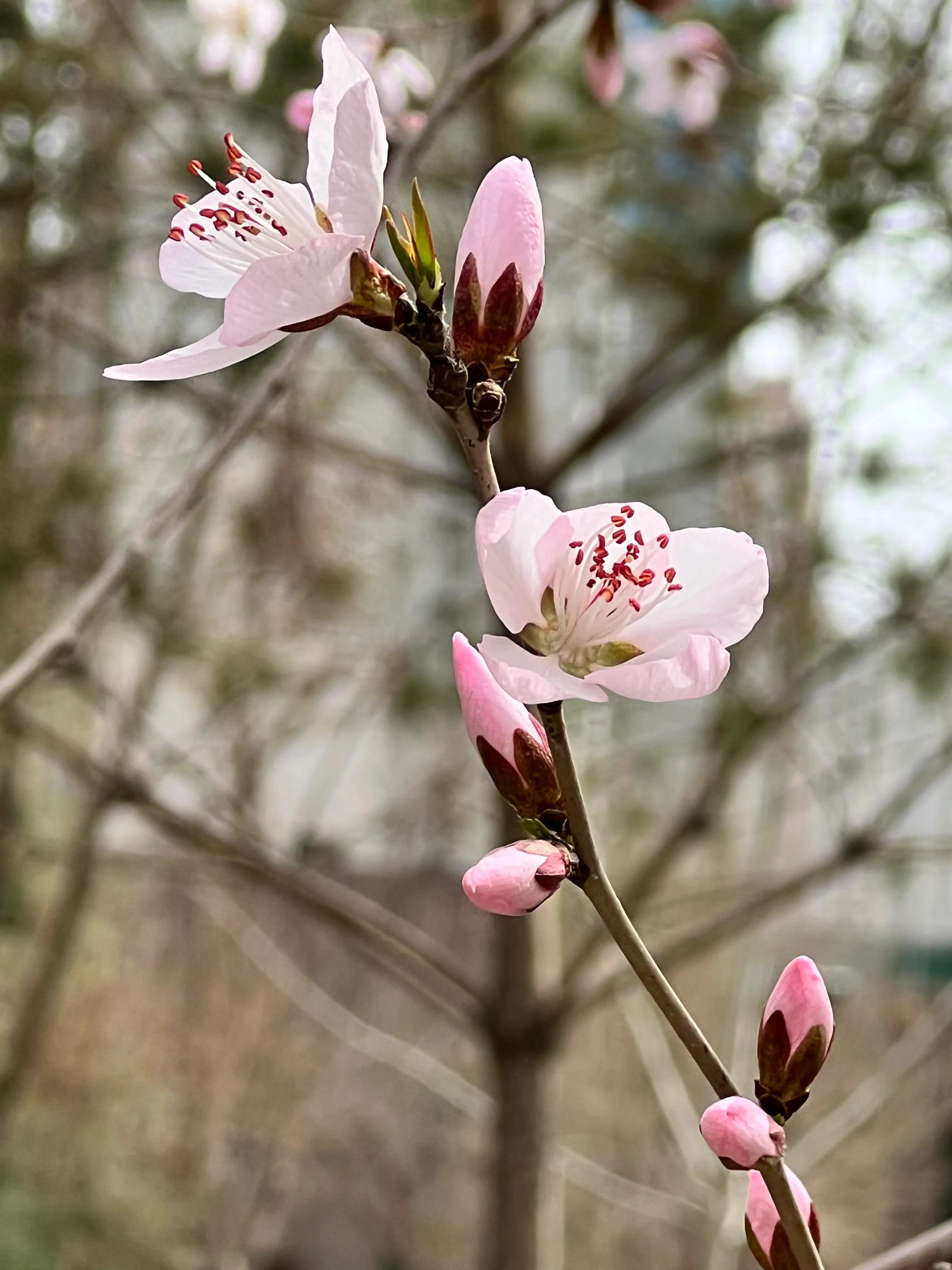 人生如歌，平淡是真，平淡是福，平淡的生活，成就美好的人生(图20)