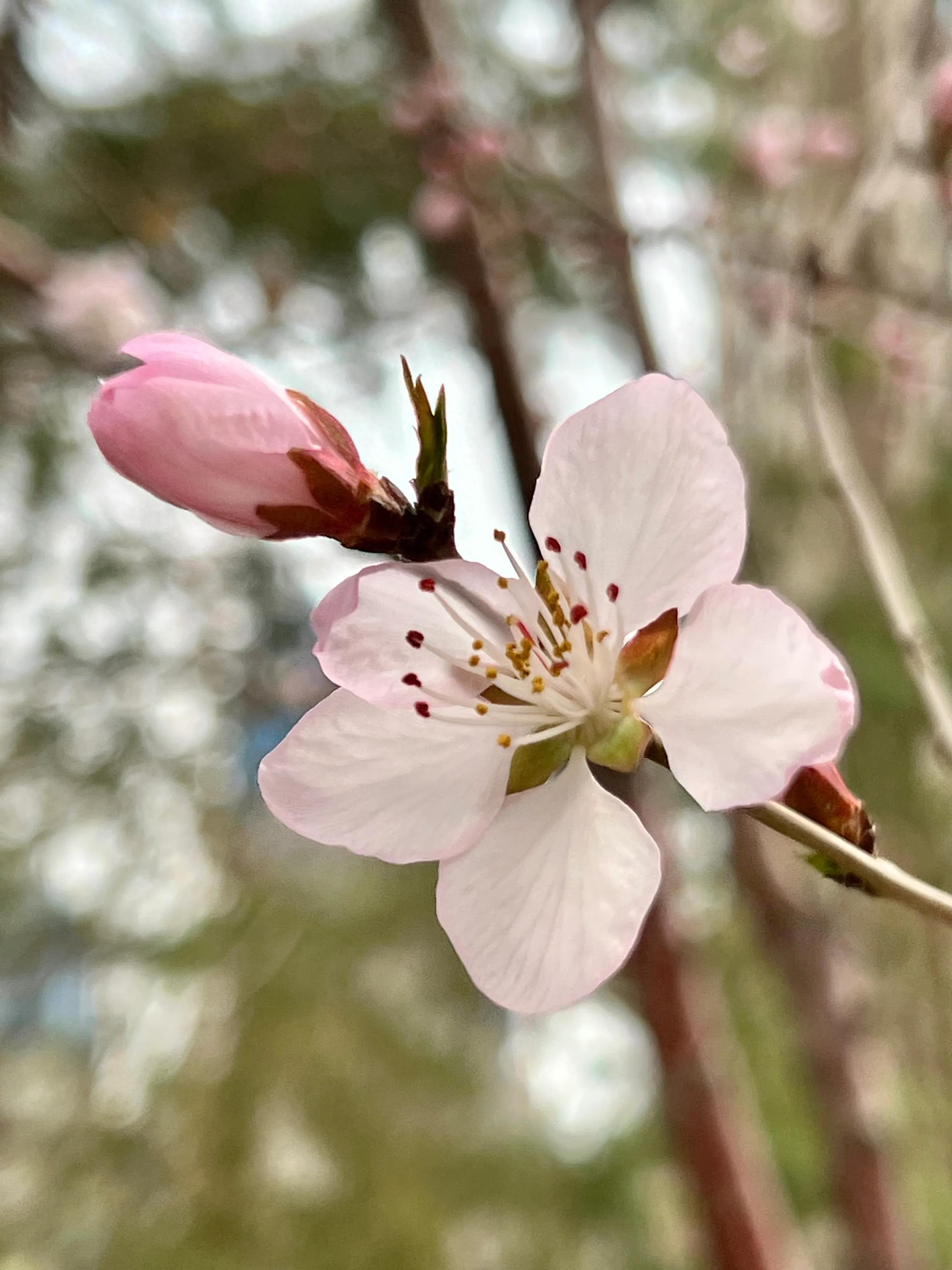 人生如歌，平淡是真，平淡是福，平淡的生活，成就美好的人生(图21)