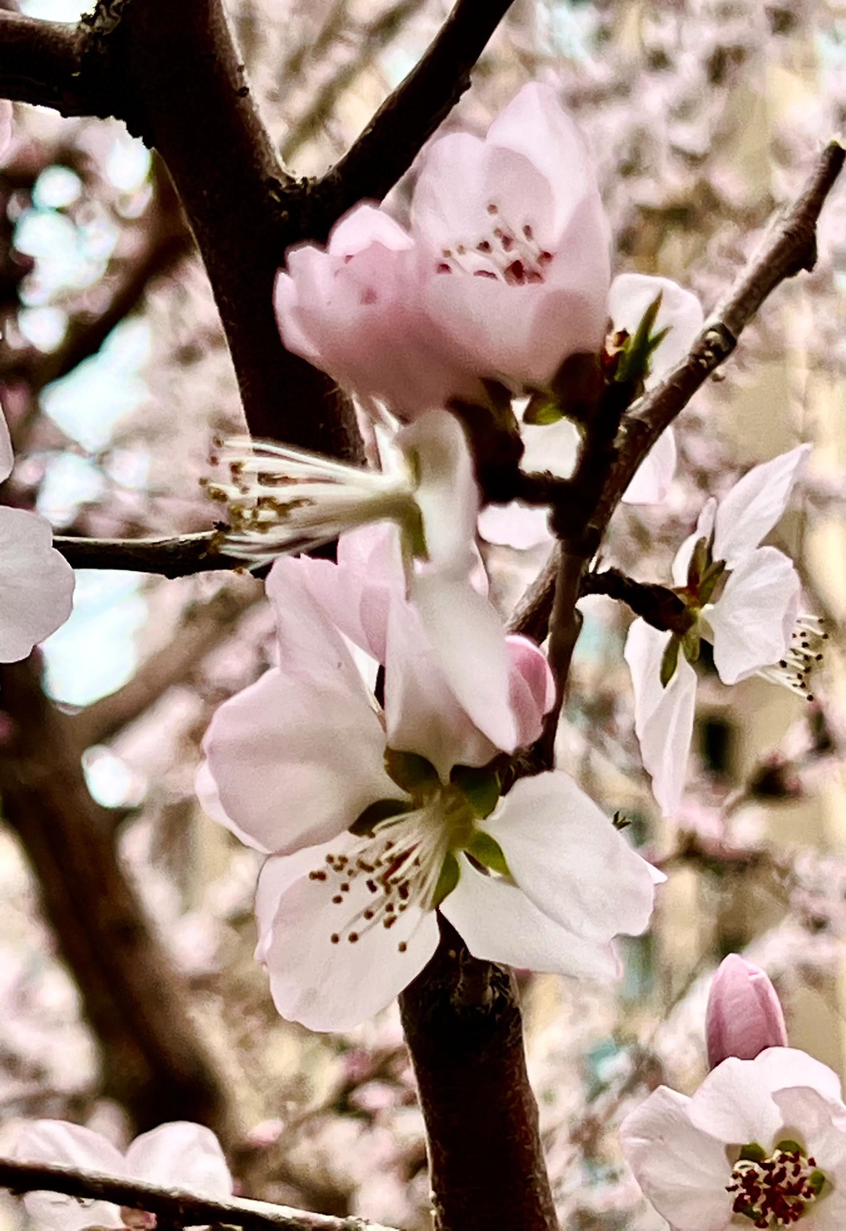 人生如歌，平淡是真，平淡是福，平淡的生活，成就美好的人生(图22)