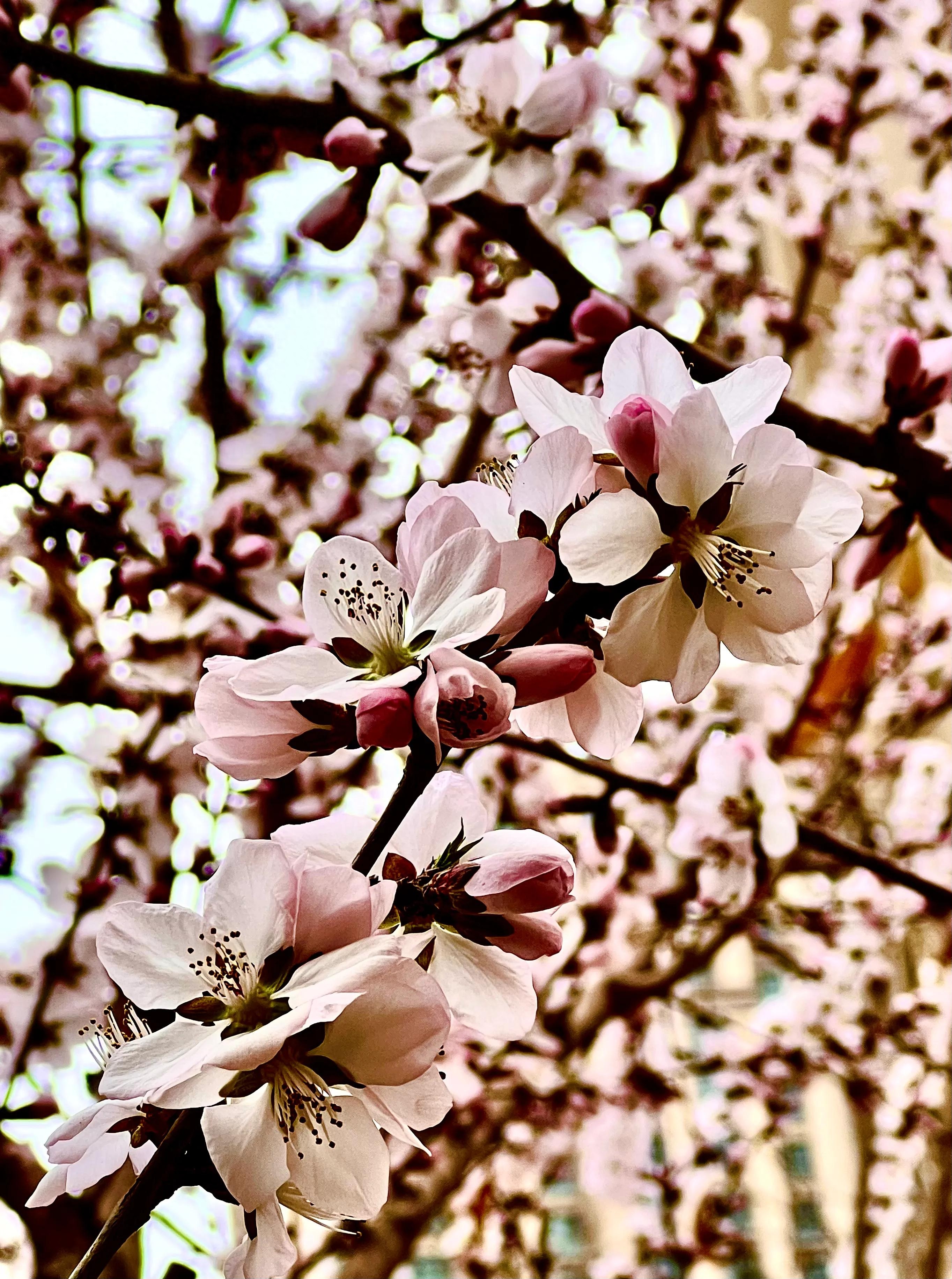 人生如歌，平淡是真，平淡是福，平淡的生活，成就美好的人生(图23)