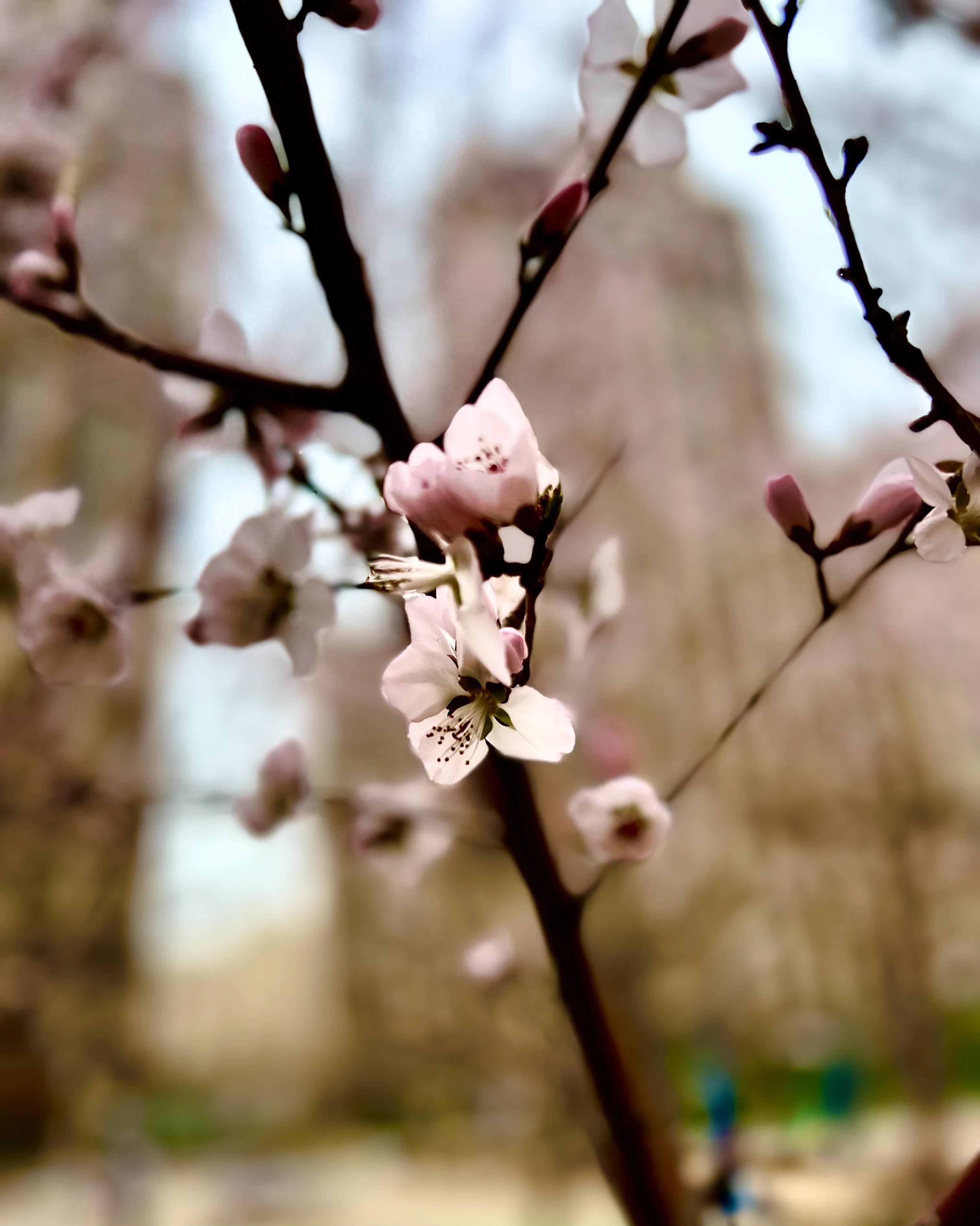 人生如歌，平淡是真，平淡是福，平淡的生活，成就美好的人生(图24)