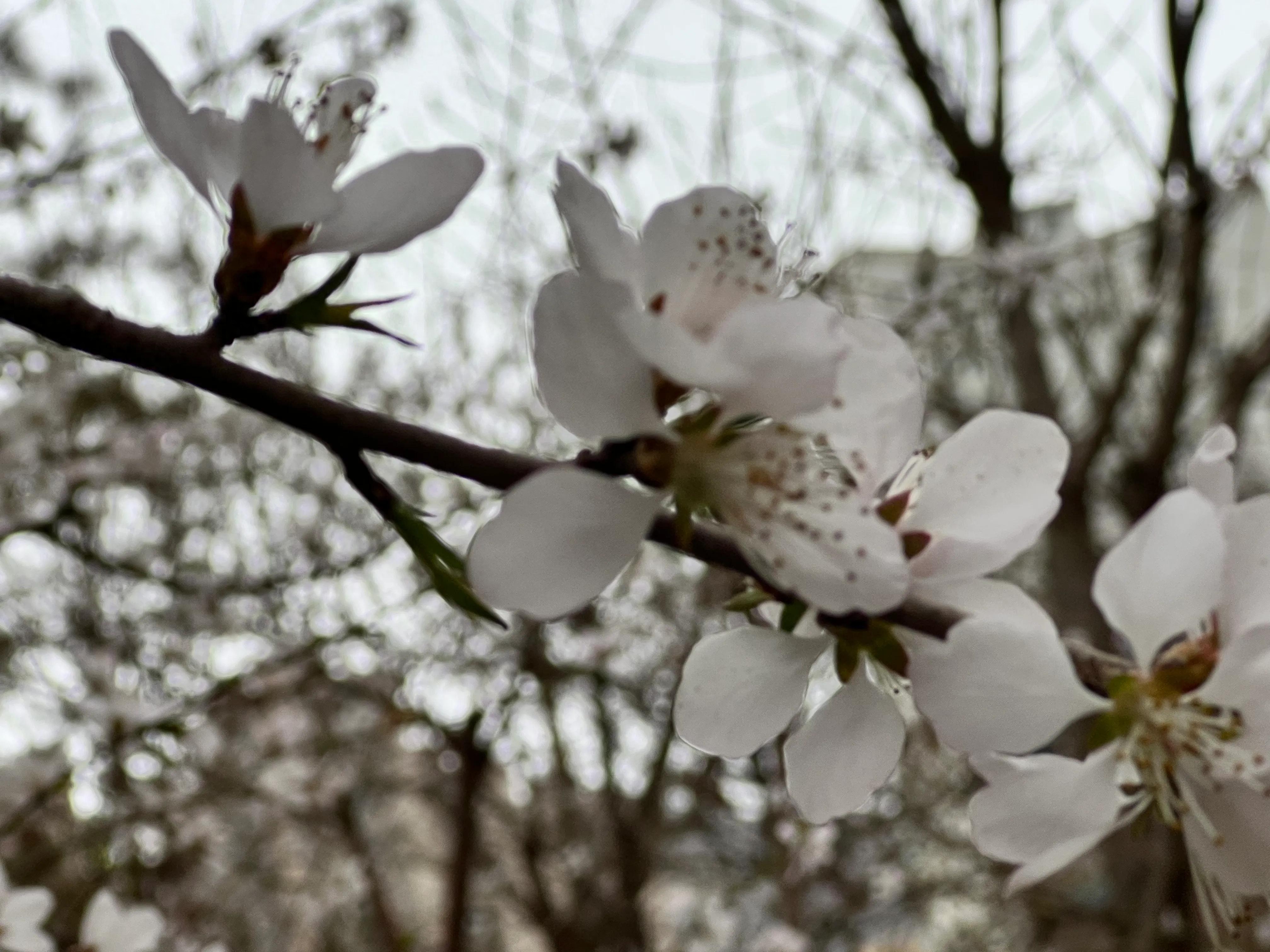 人生如歌，平淡是真，平淡是福，平淡的生活，成就美好的人生(图25)