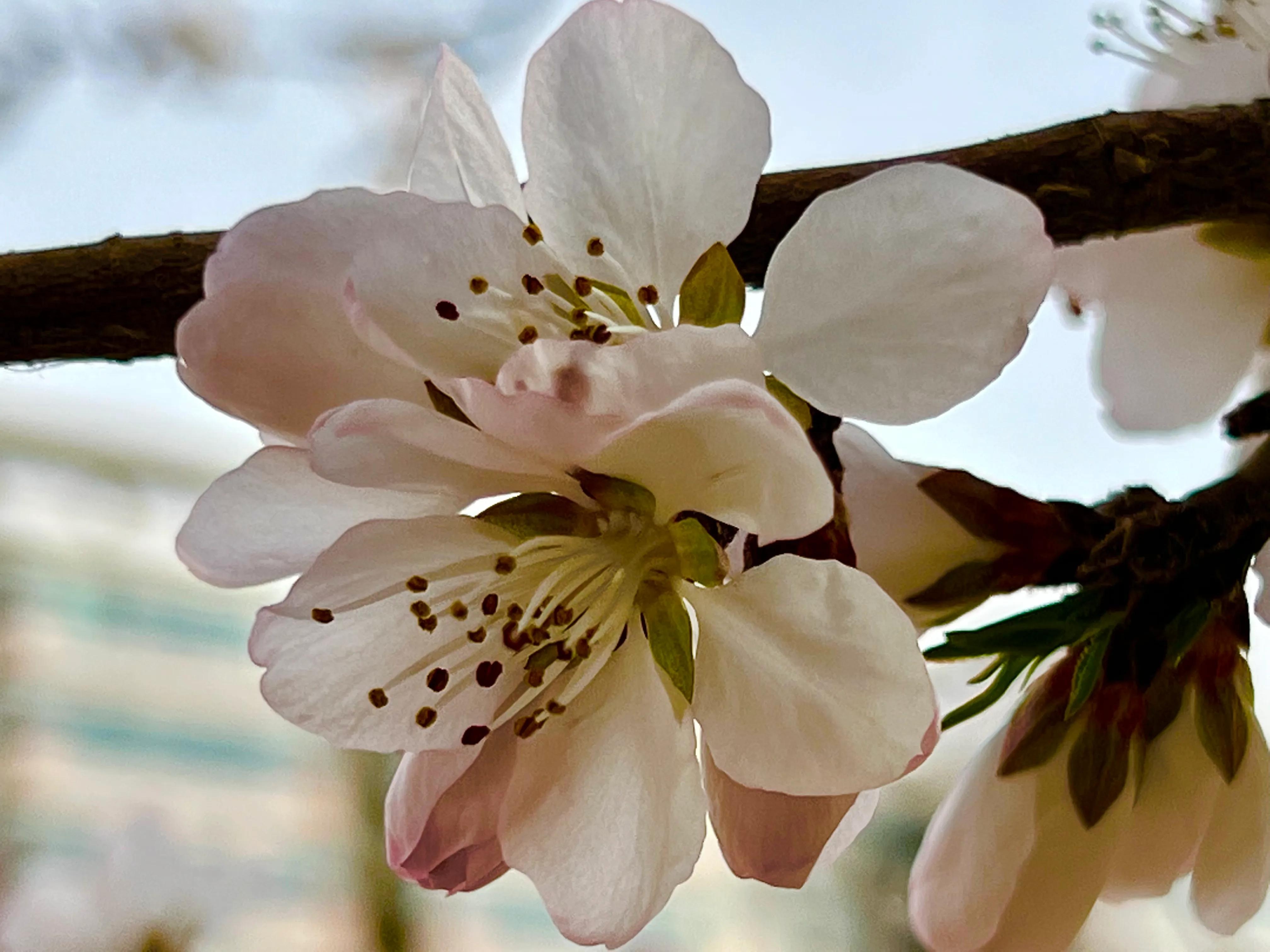 人生如歌，平淡是真，平淡是福，平淡的生活，成就美好的人生(图30)