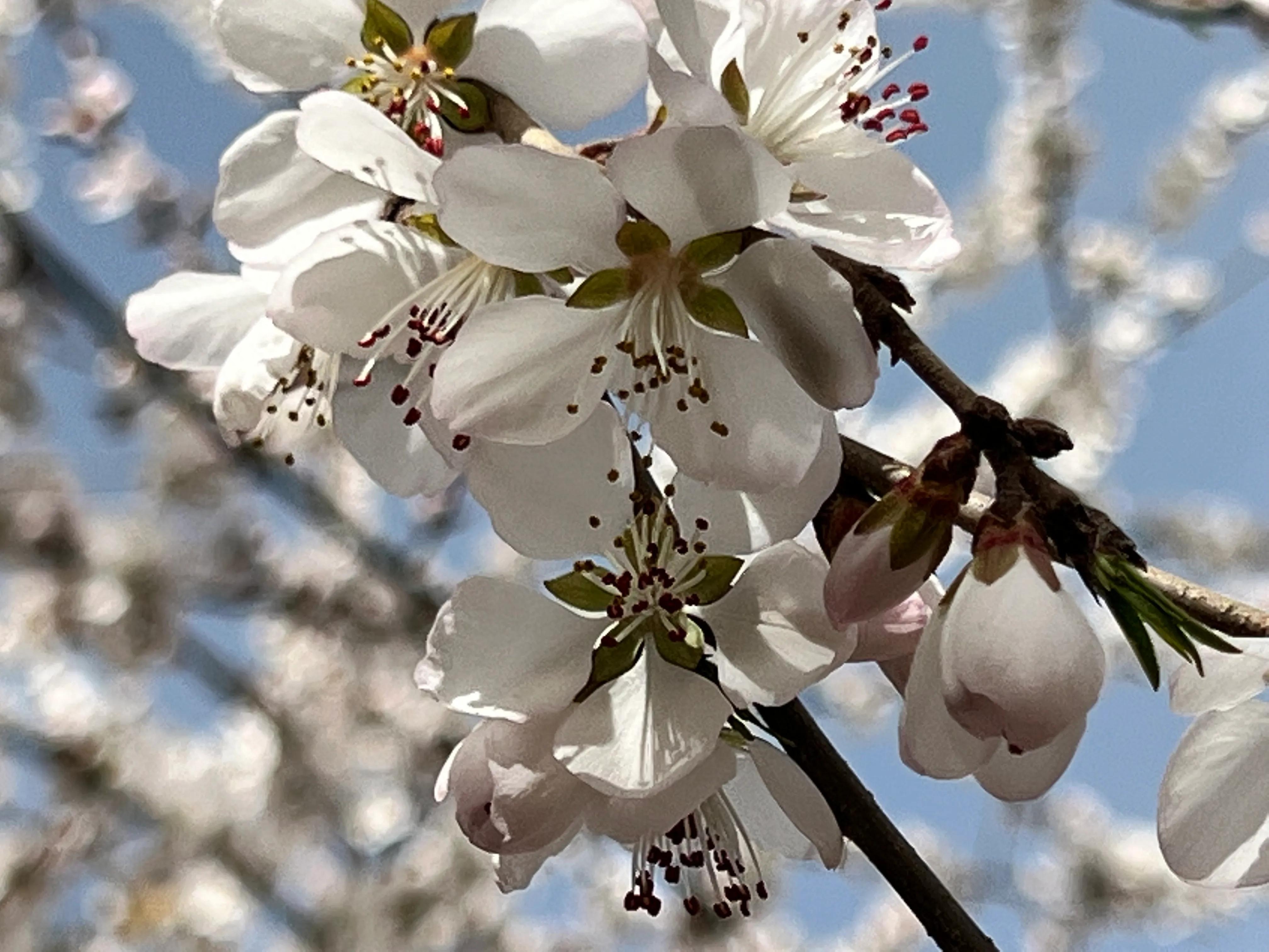 人生如歌，平淡是真，平淡是福，平淡的生活，成就美好的人生(图38)
