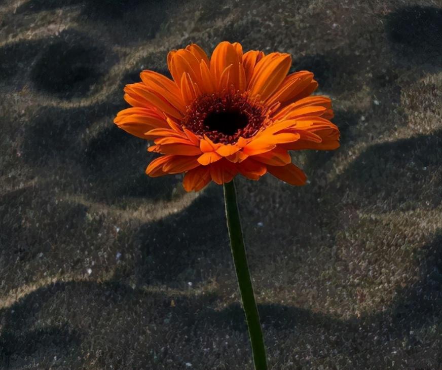 生活很平淡的走心文案 生活波澜不惊的句子(图1)