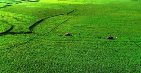 2022高考押题Ⅰ“乡村振兴”主题范文《且听蝉鸟鸣，莫忘田野根》(图1)